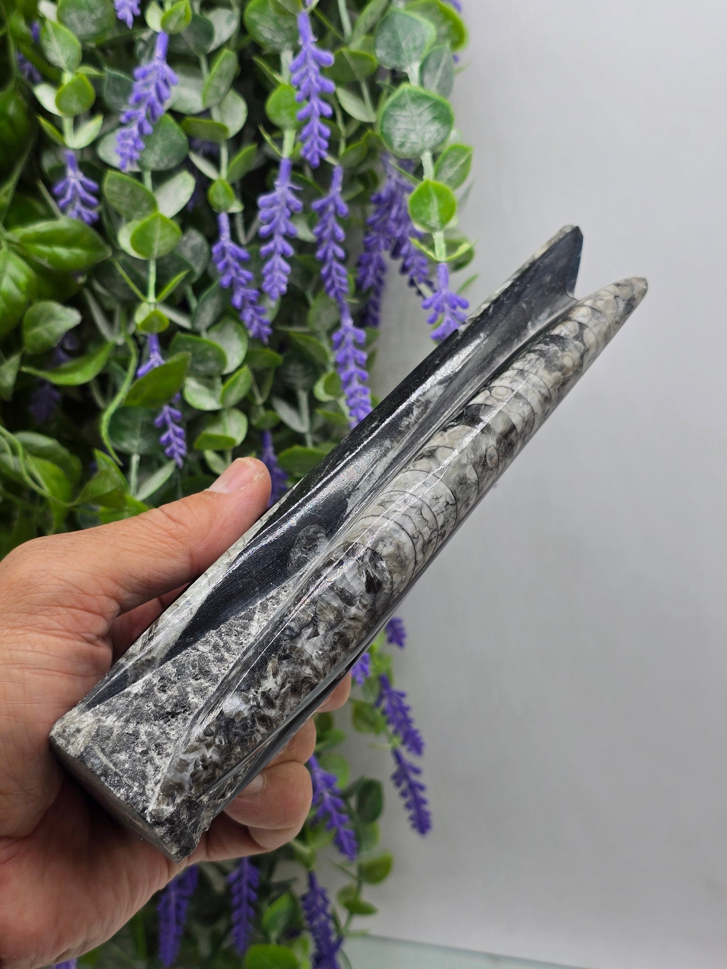 Orthoceras fossils Crystal Wellness