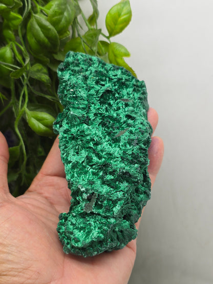 Fibrous Malachite Specimen 415g (Stone of Deep Transformation & Protection)