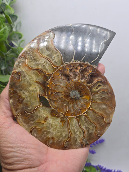 Premium Madagascan Ammonite Fossil Pair – Sacred Spiral of Ancient Wisdom, Protection & Evolution | 16.5 x 14 cm Crystal Wellness