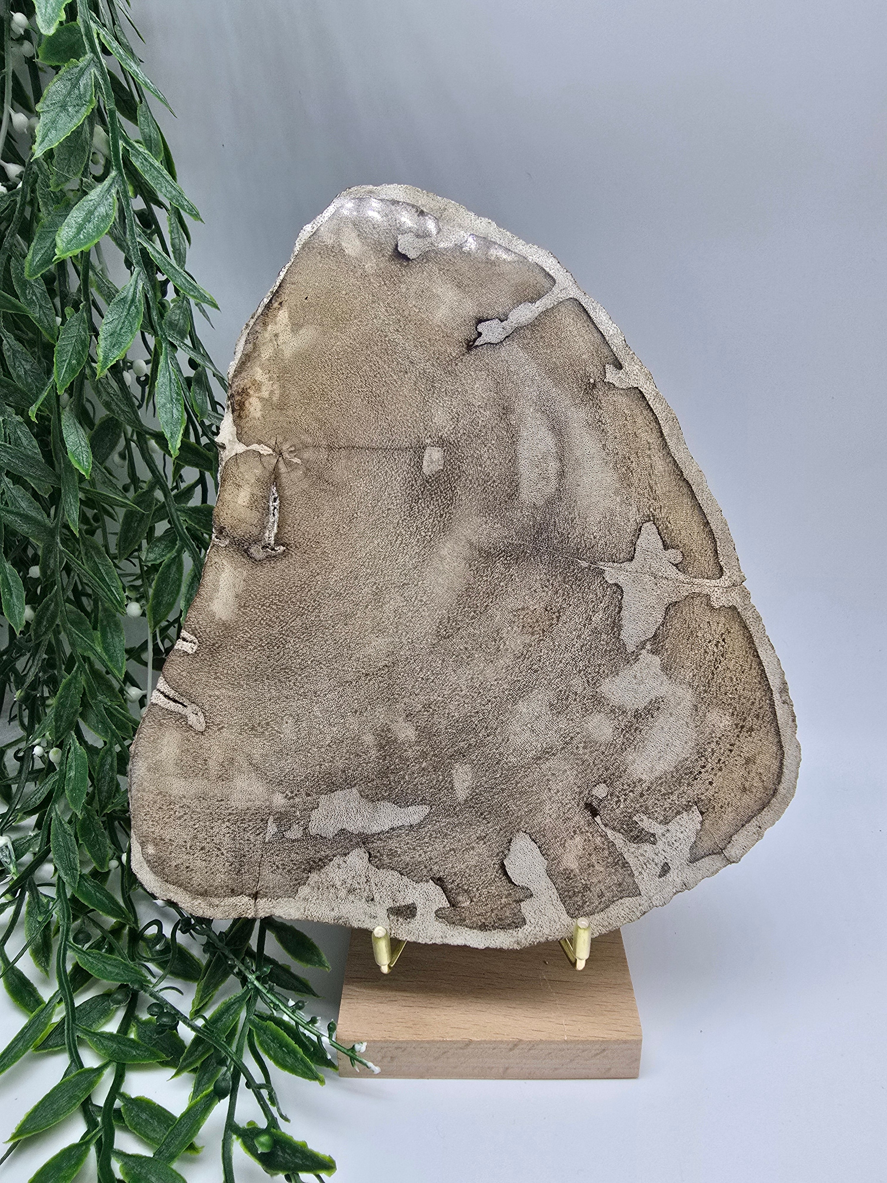 Petrified Wood Display 20x16cm| Ancient Earth Grounding Stone for Stability, Strength & Ancestral Wisdom Crystal Wellness