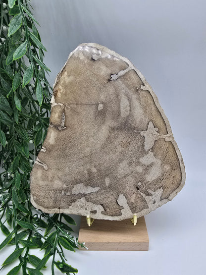 Petrified Wood Display 20x16cm| Ancient Earth Grounding Stone for Stability, Strength & Ancestral Wisdom Crystal Wellness