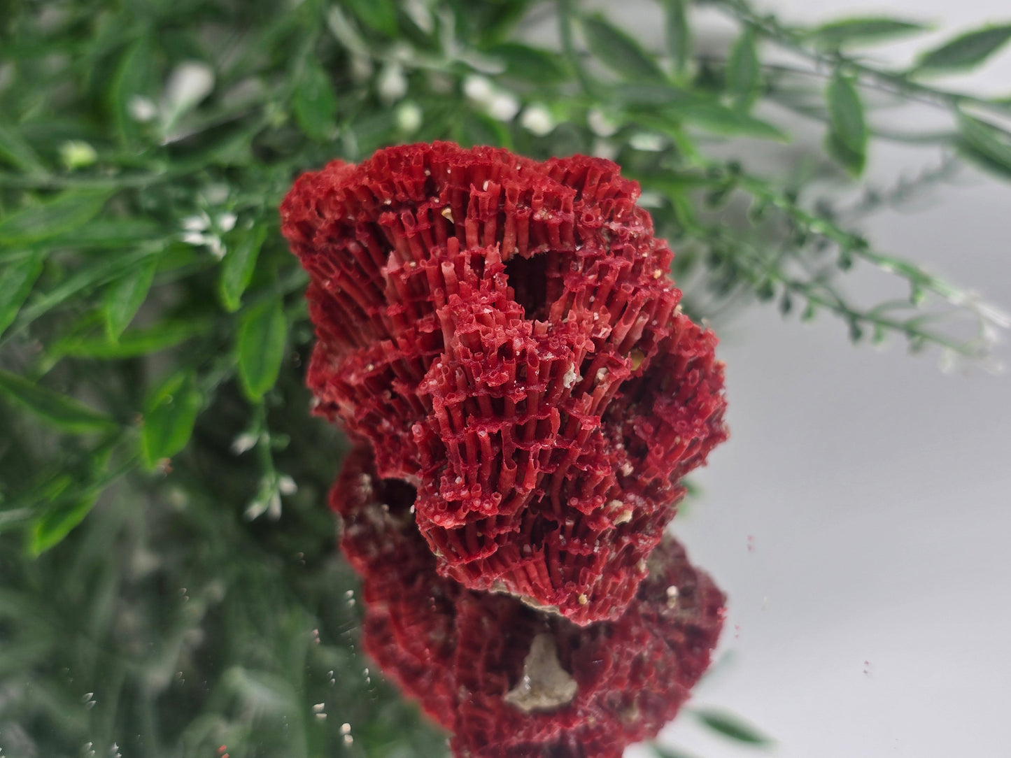Red Coral Crystal 6x5x4cm – Gem of Courage, Balance & Protection Crystal Wellness