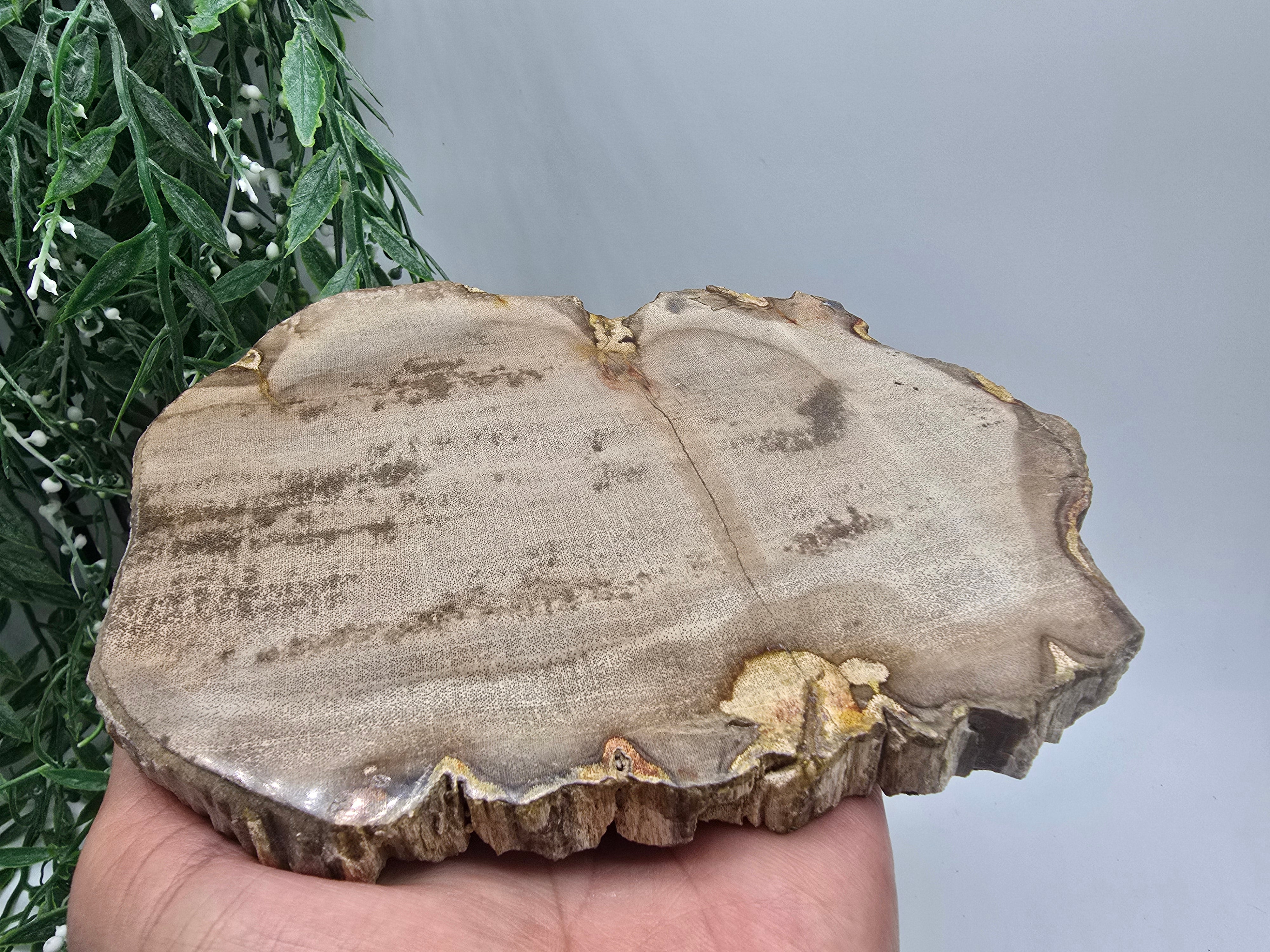 Petrified Wood Display 17x13cm| Ancient Earth Grounding Stone for Stability, Strength & Ancestral Wisdom Crystal Wellness