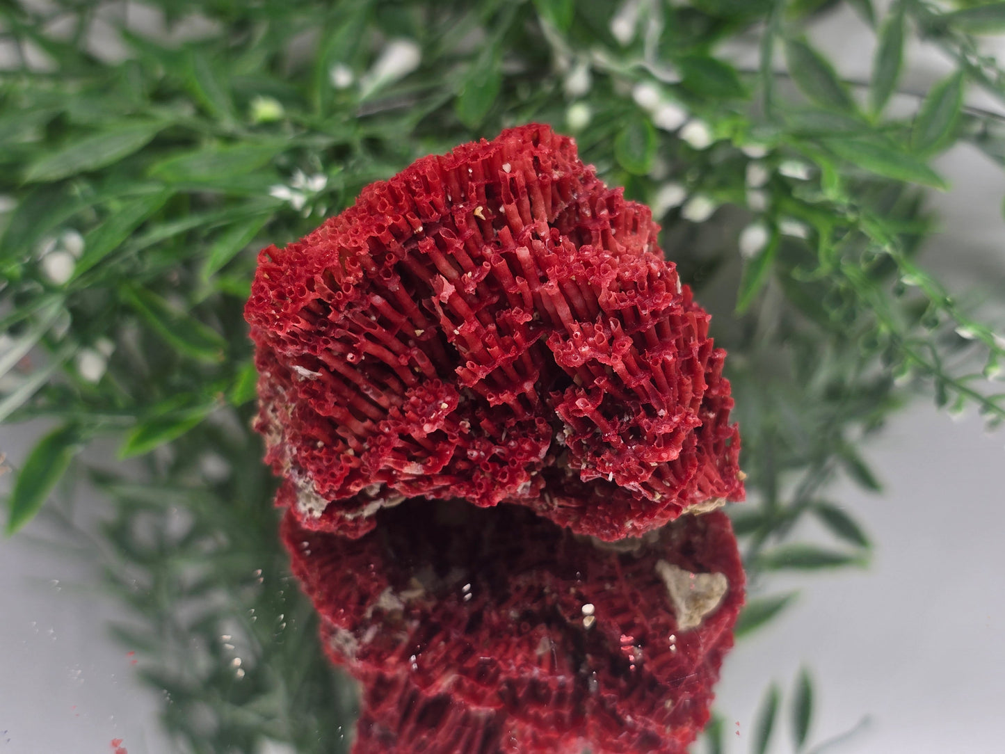 Red Coral Crystal 6x5x4cm – Gem of Courage, Balance & Protection Crystal Wellness