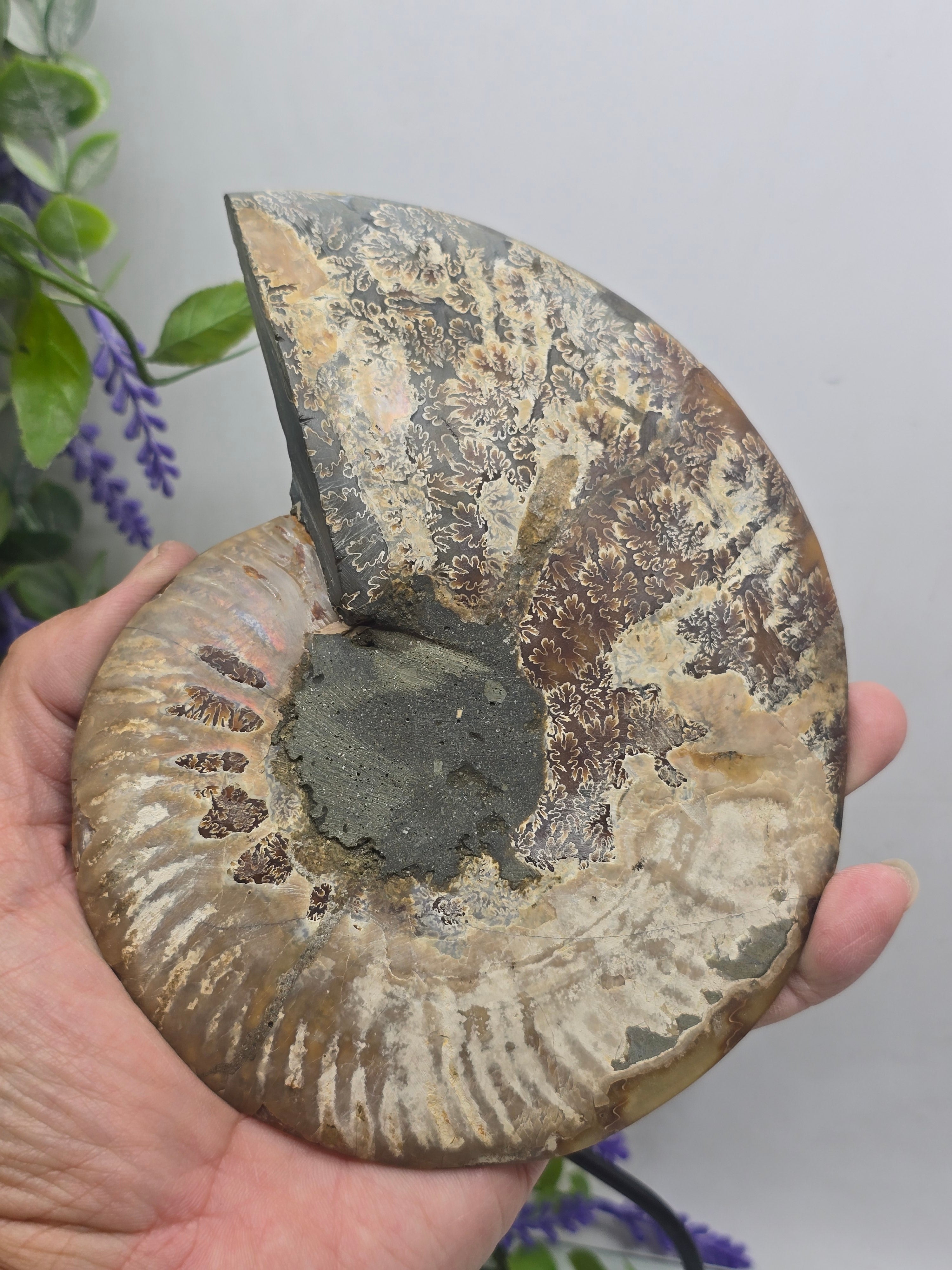 Premium Madagascan Ammonite Fossil Pair – Sacred Spiral of Ancient Wisdom, Protection & Evolution | 16.5 x 14 cm Crystal Wellness