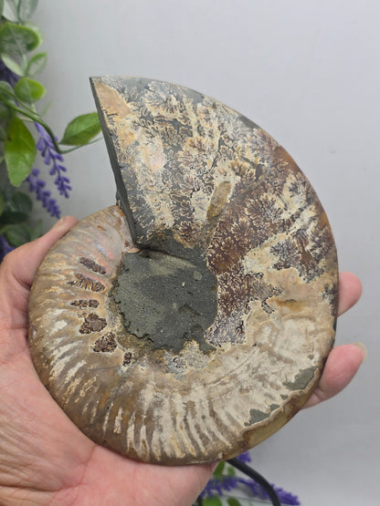Premium Madagascan Ammonite Fossil Pair – Sacred Spiral of Ancient Wisdom, Protection & Evolution | 16.5 x 14 cm Crystal Wellness