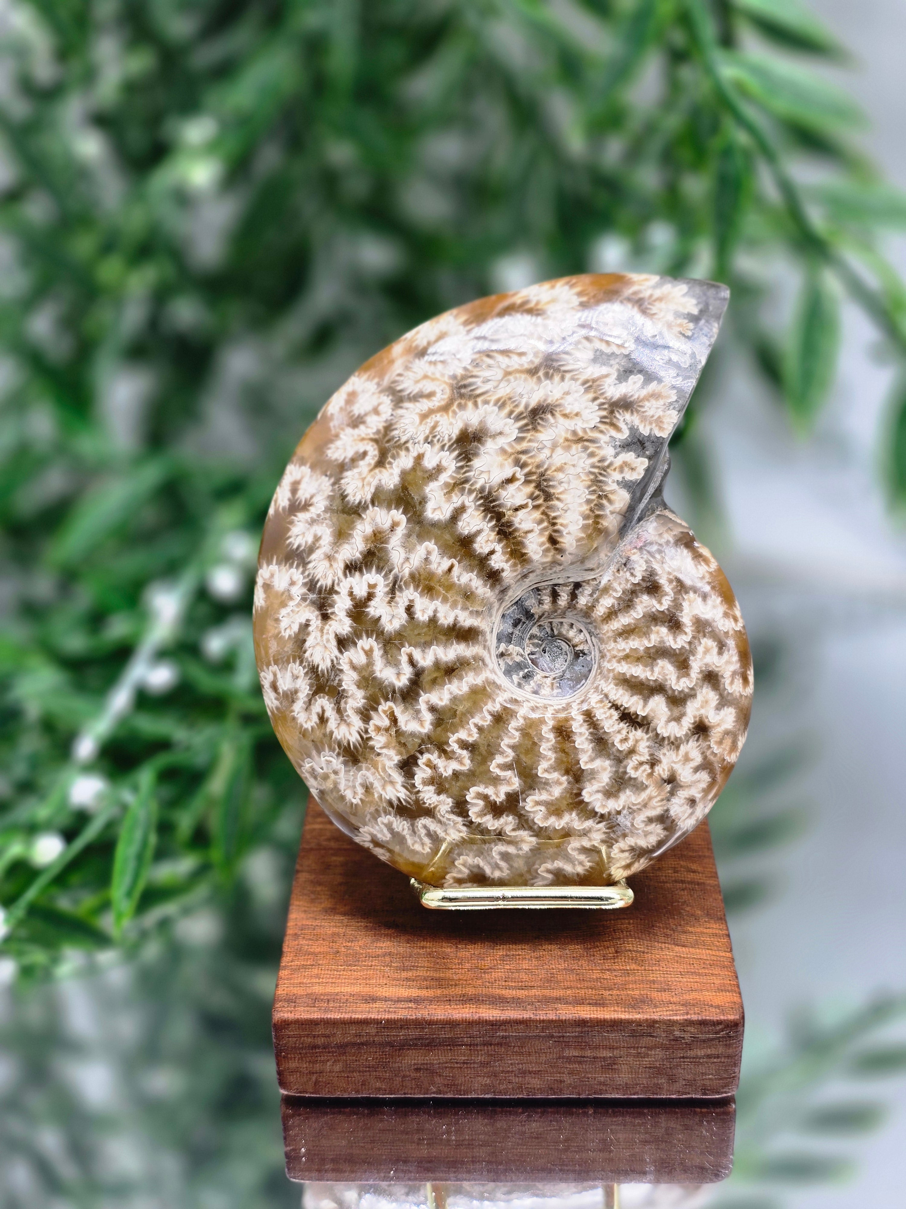 Large Polished Madagascar Ammonite Fossil 9.5cm - 2 (Ancient Wisdom & Transformation) Crystal Wellness