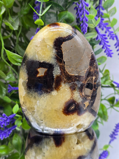 Premium Septarian Freeform – 867g | 12 × 9 × 5cm
“Stone of the Dragon” – Confidence, Grounding & Inner Strength Crystal Wellness