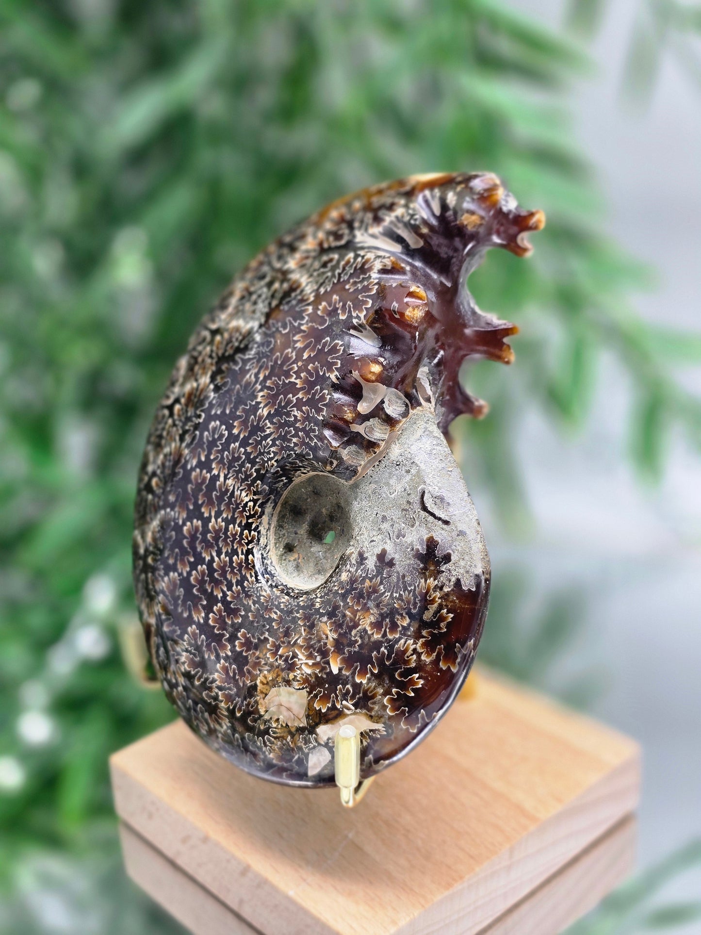 Large Iridescent Madagascan Ammonite Fossil 12cm - IR1 (Ancient Life & Evolution) Crystal Wellness