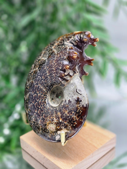 Large Iridescent Madagascan Ammonite Fossil 12cm - IR1 (Ancient Life & Evolution) Crystal Wellness