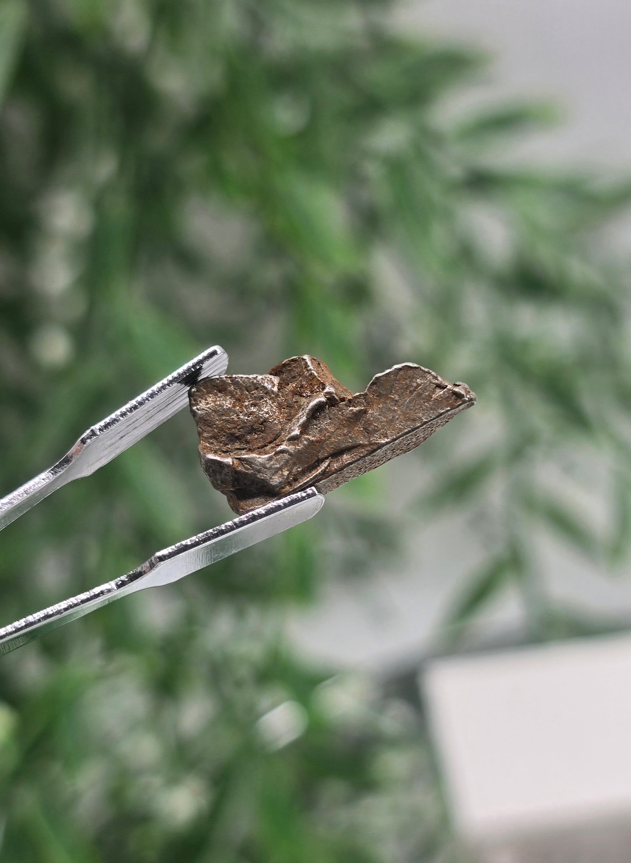 ✨ Sikhote-Alin Iron Meteorite – 3.33g | A Fragment of Falling Stars Crystal Wellness