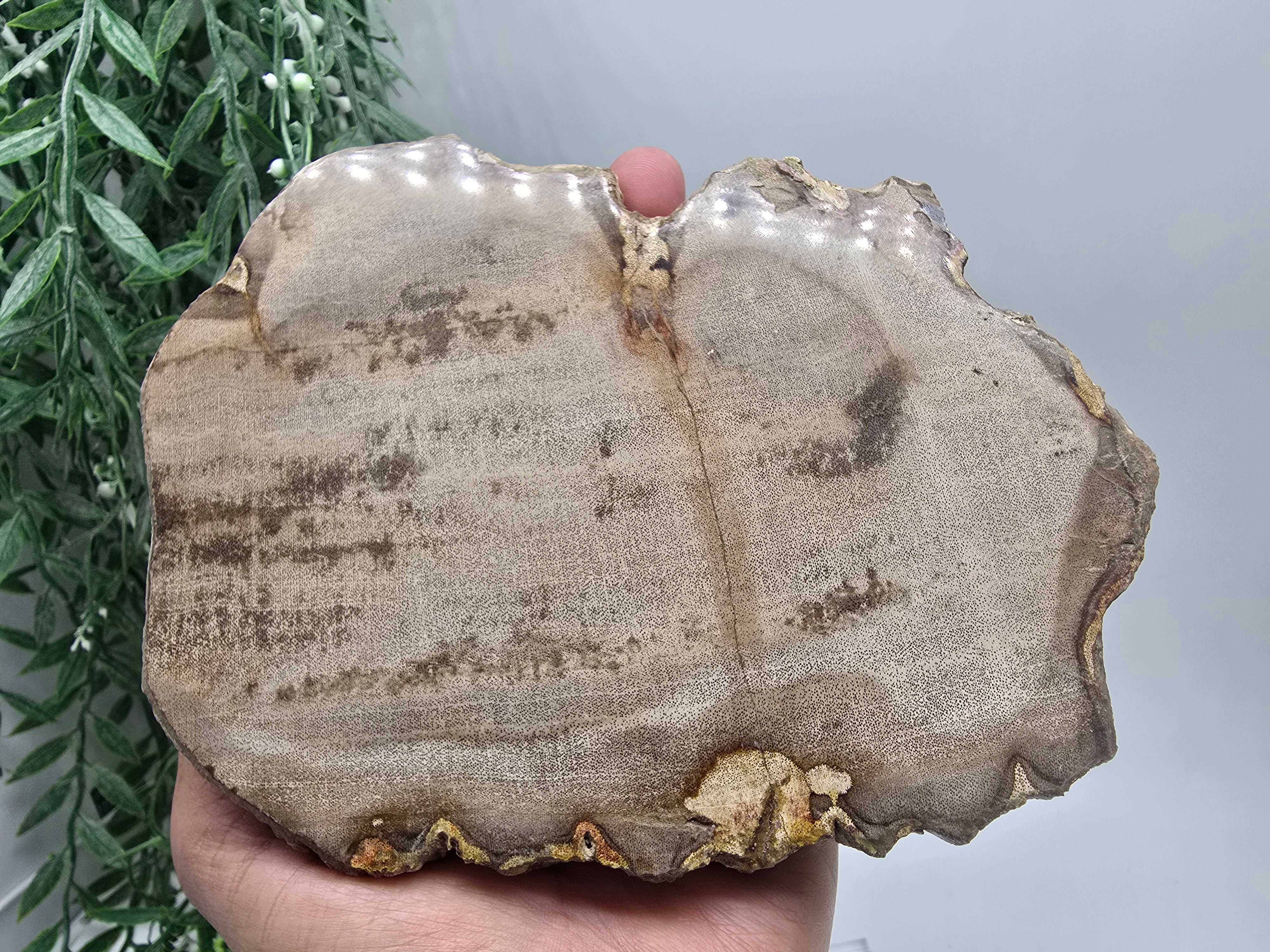Petrified Wood Display 17x13cm| Ancient Earth Grounding Stone for Stability, Strength & Ancestral Wisdom Crystal Wellness