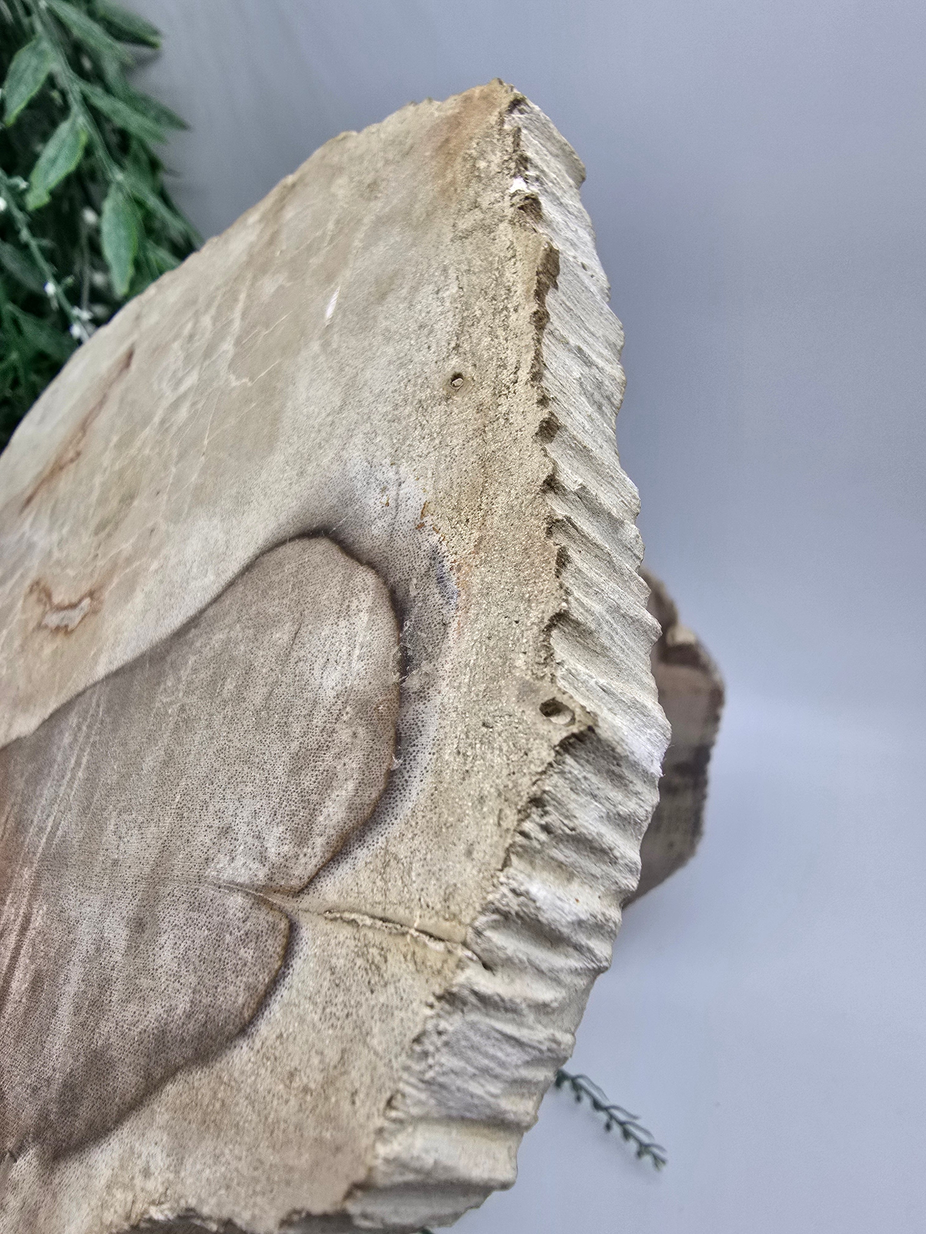 Petrified Wood Slice 0.7kg | Ancient Grounding Stone for Stability, Strength & Root Chakra Healing Crystal Wellness