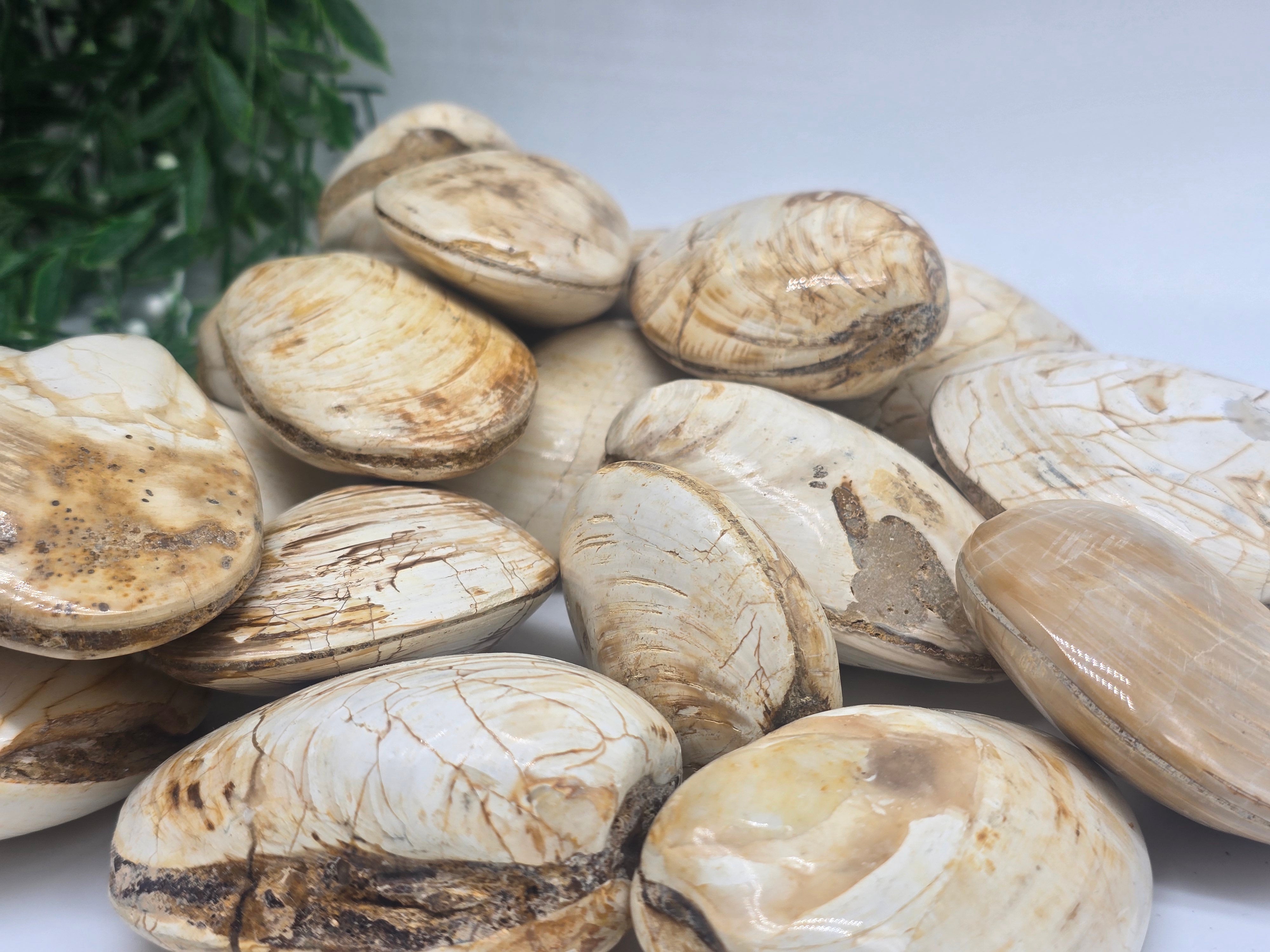 Polished Madagascar Fossilised Clam – Ancient Ocean Treasure from Millions of Years Ago Crystal Wellness