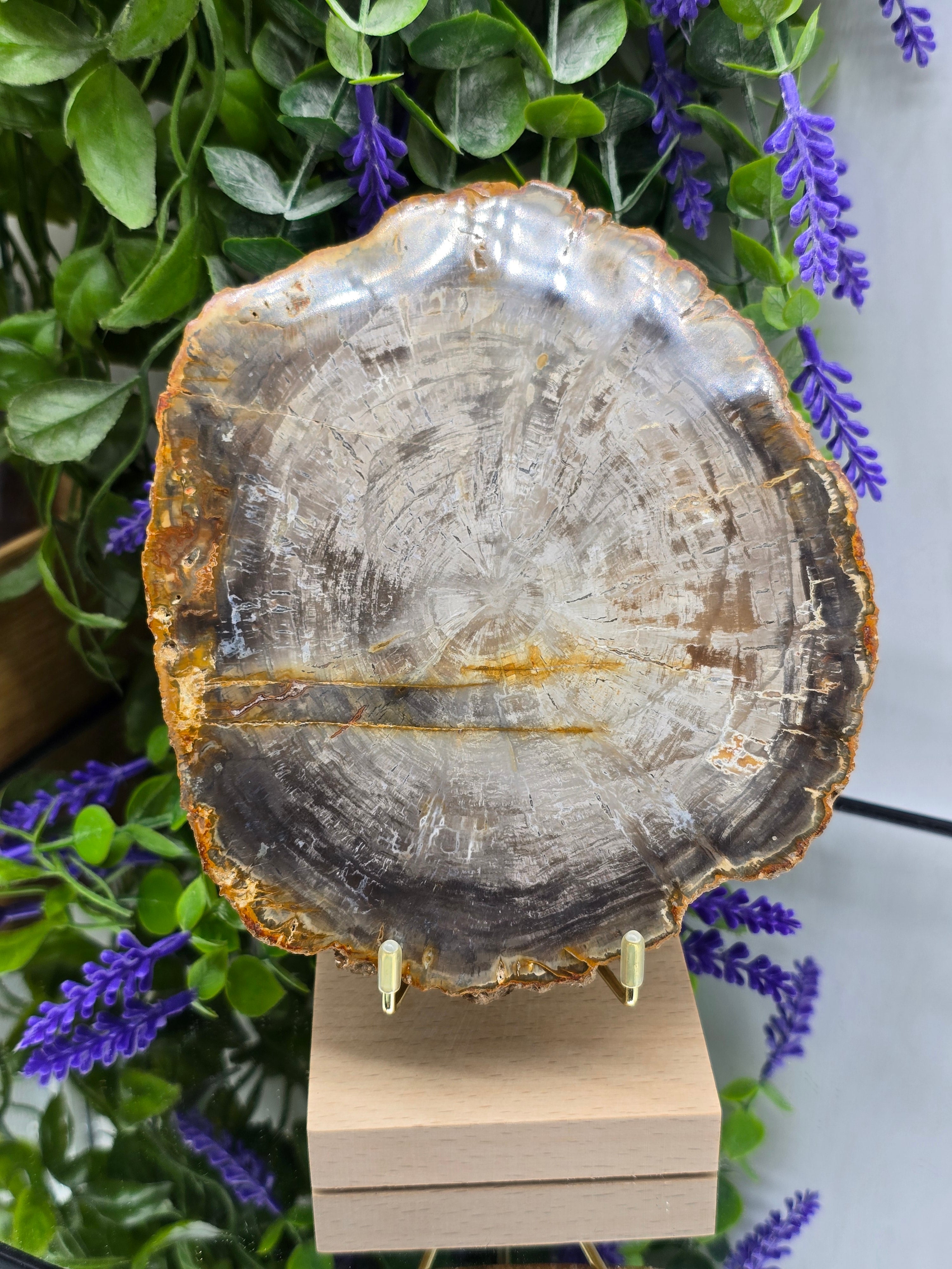 Petrified Wood Slab 654g | Ancient Grounding Stone for Stability, Protection & Earth Wisdom (15 × 14 cm) Crystal Wellness