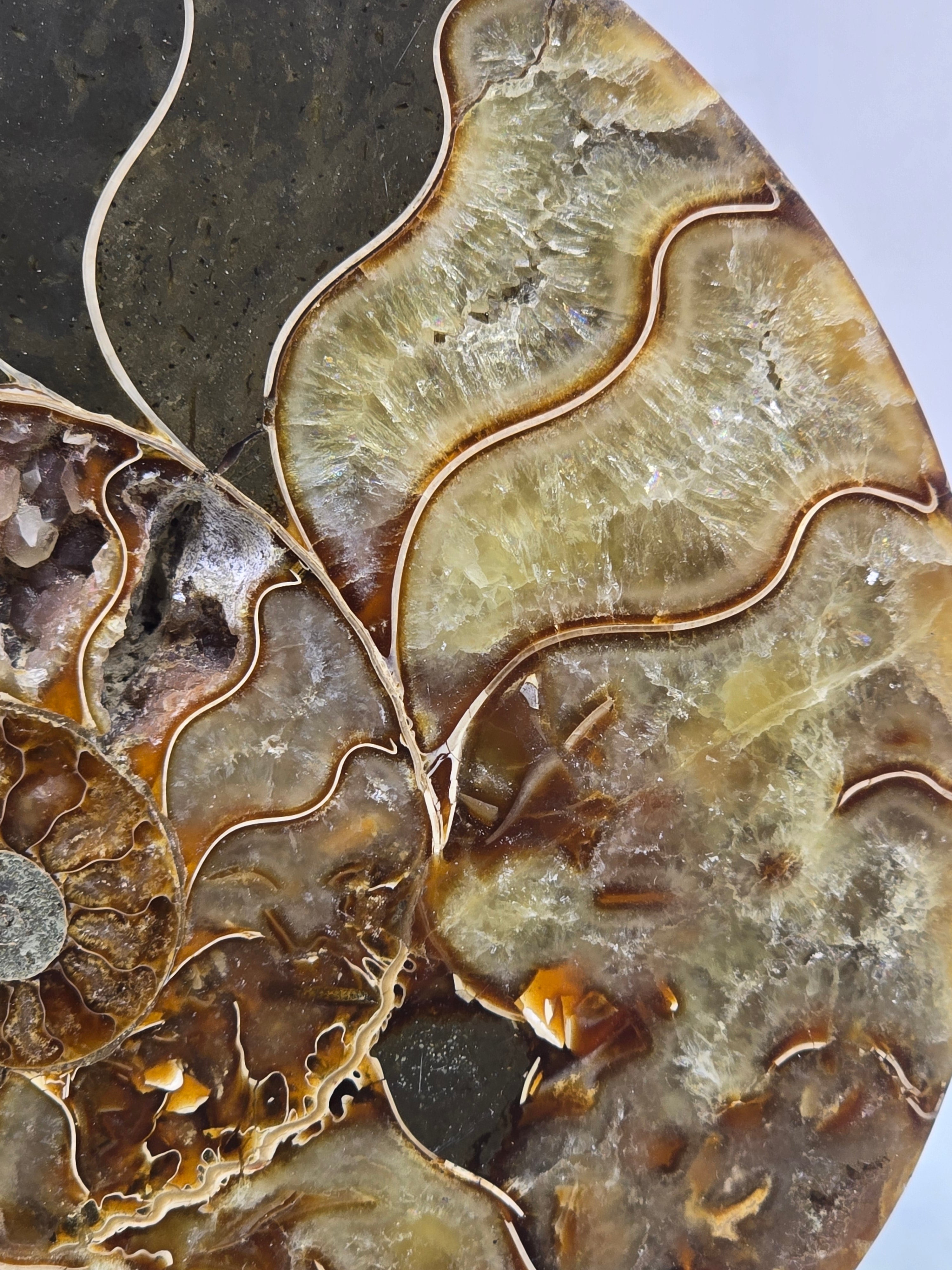 Premium Madagascan Ammonite Fossil Pair – Sacred Spiral of Ancient Wisdom, Protection & Evolution | 16.5 x 14 cm Crystal Wellness