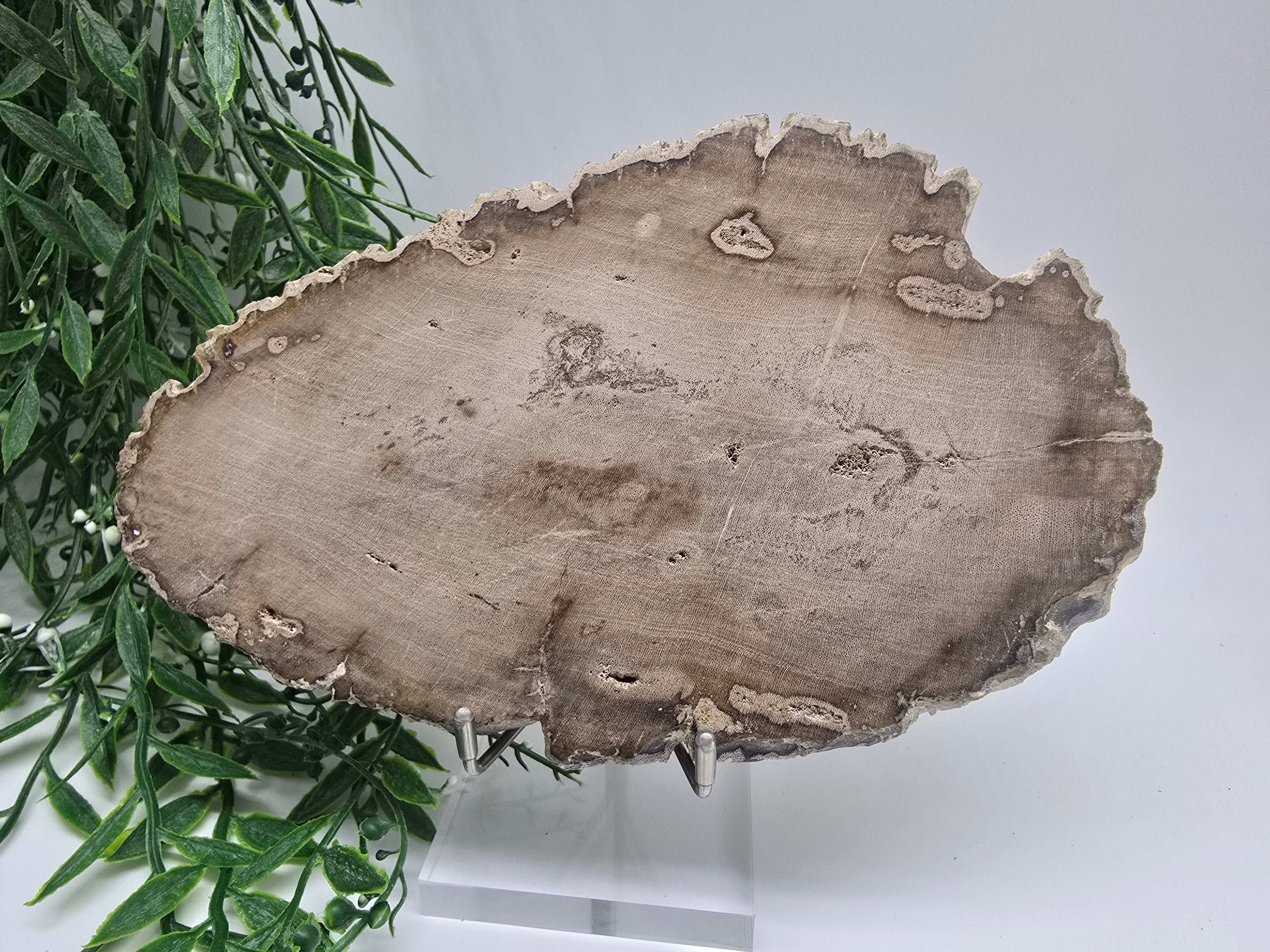 Petrified Wood 19x12cm | Grounding & Stability Crystal for Strength, Protection & Root Chakra Healing Crystal Wellness