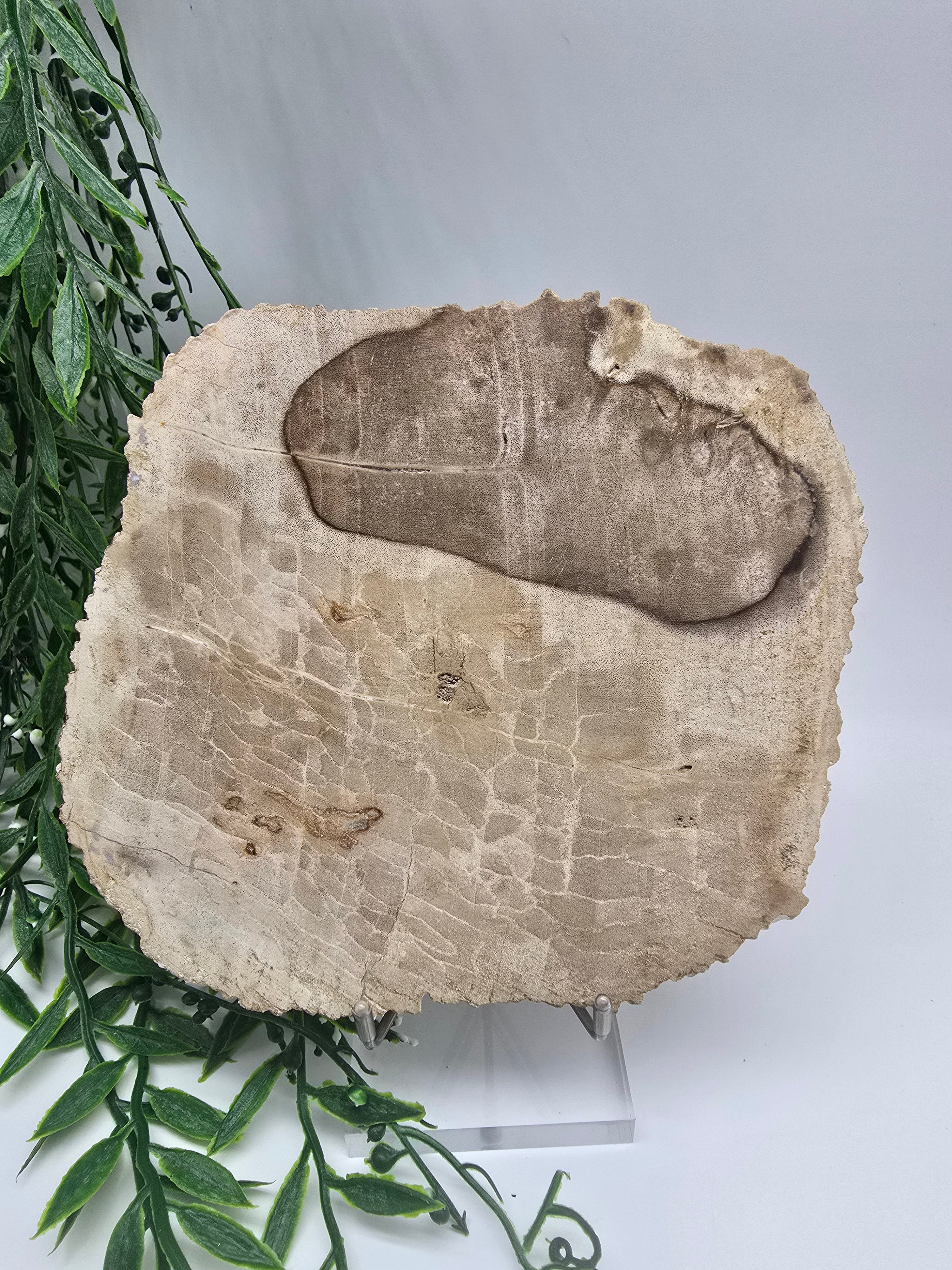 Petrified Wood Slice 0.7kg | Ancient Grounding Stone for Stability, Strength & Root Chakra Healing Crystal Wellness