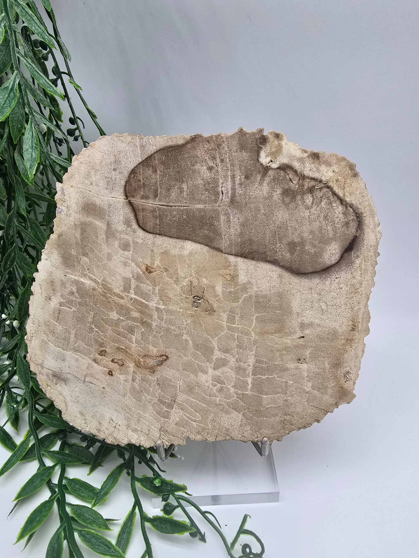 Petrified Wood Slice 0.7kg | Ancient Grounding Stone for Stability, Strength & Root Chakra Healing Crystal Wellness