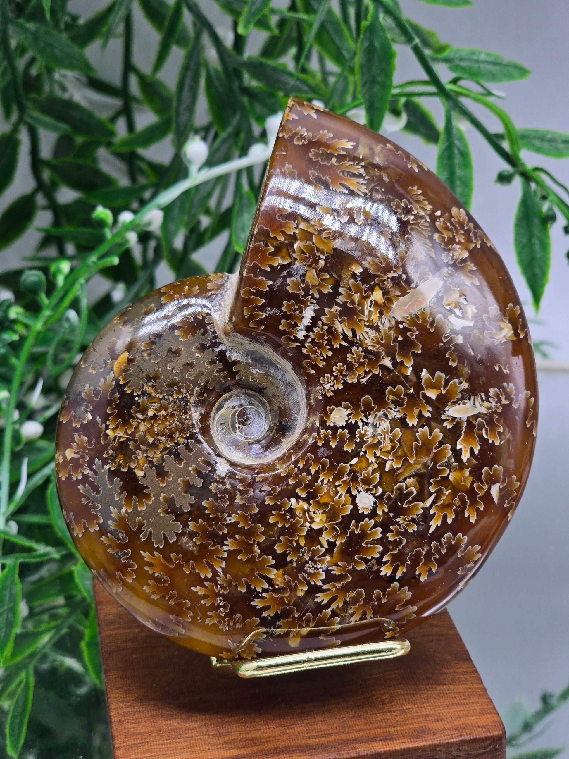 Golden Honey Ammonite 10cm - 4 | Madagascar Fossil | Ancient Spiral of Life Crystal Wellness