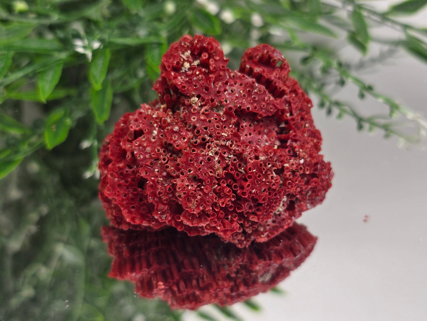Red Coral (Moonga) – Stone of Courage, Vitality & Harmony 6x5x3cm Crystal Wellness