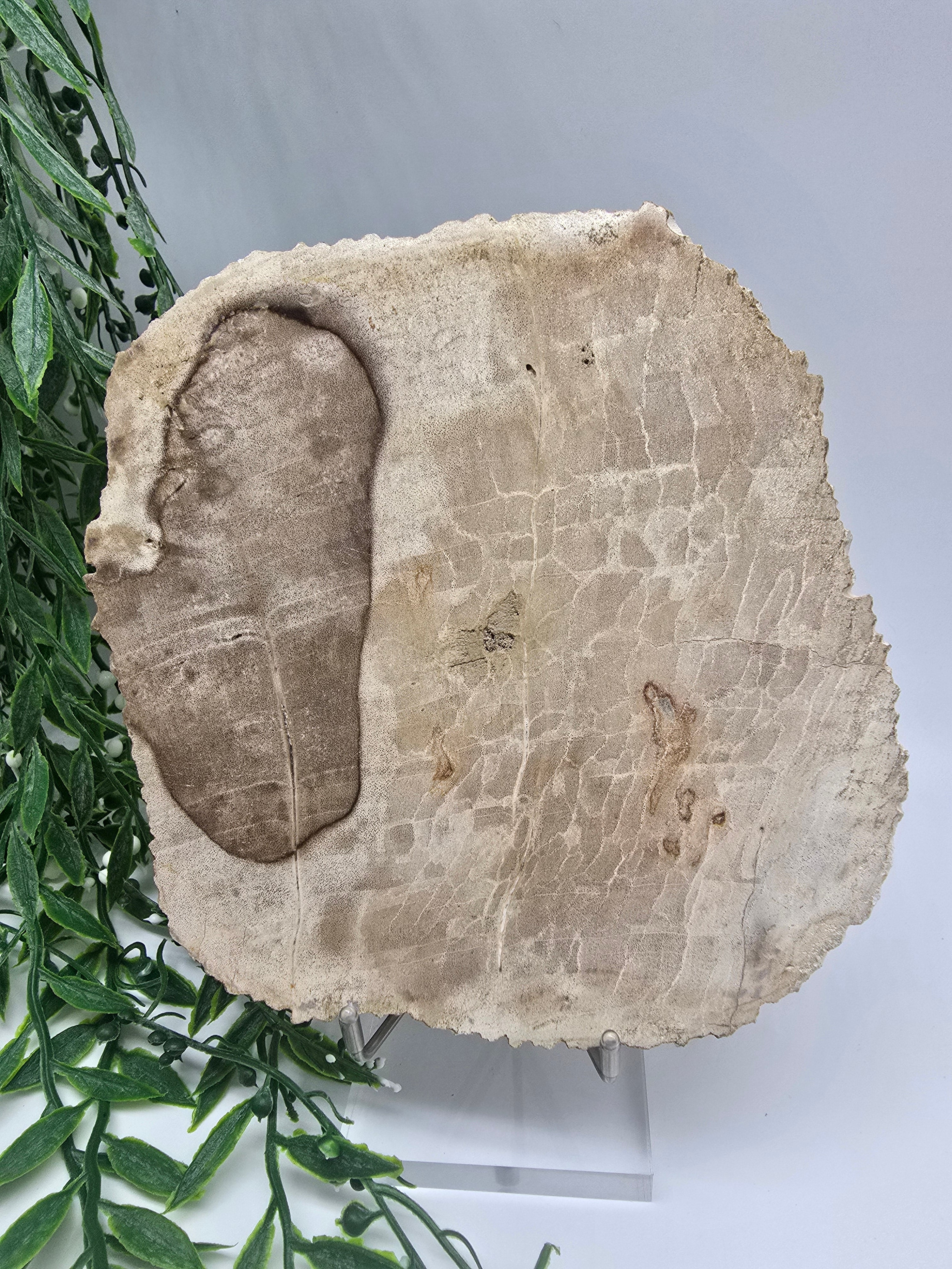 Petrified Wood Slice 0.7kg | Ancient Grounding Stone for Stability, Strength & Root Chakra Healing Crystal Wellness