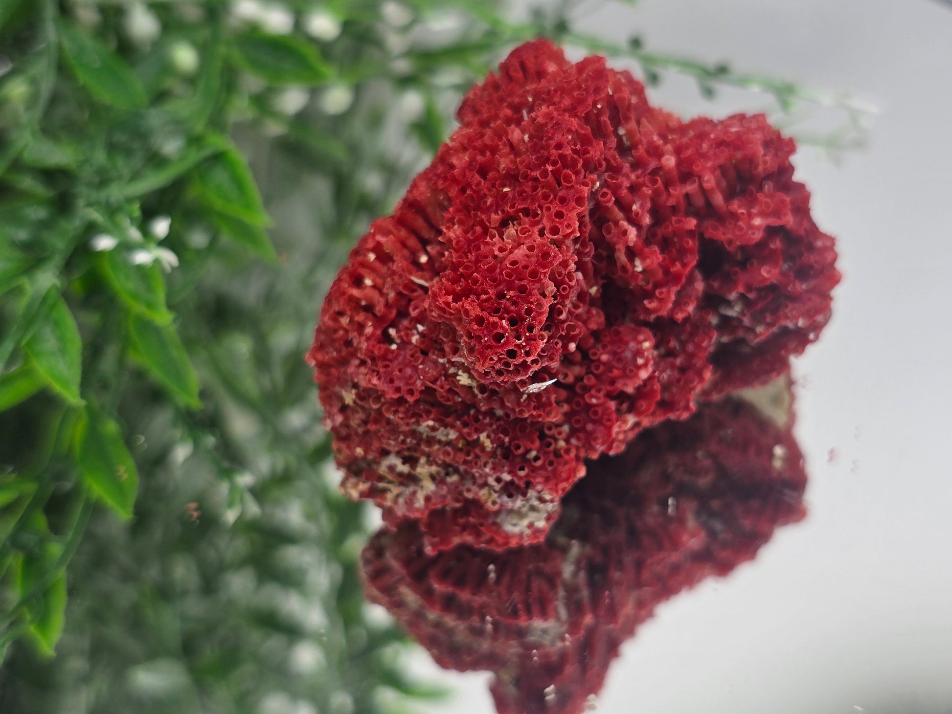 Red Coral Crystal 6x5x4cm – Gem of Courage, Balance & Protection Crystal Wellness