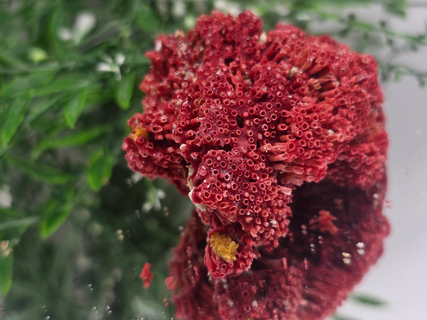 Red Coral (Moonga) – Gem of Strength & Protection 7x6x4cm Crystal Wellness