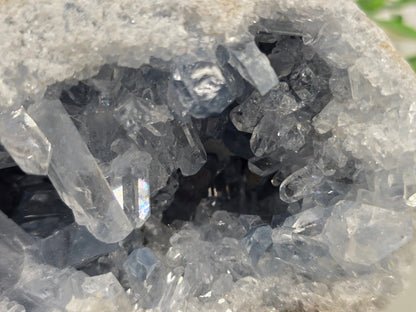 Celestial Harmony Celestite Geode – Natural Sky Blue Crystal Cave 1kg 14x7x7cm Crystal Wellness
