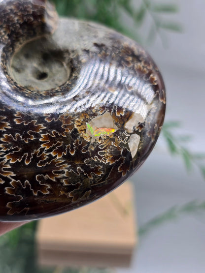 Large Iridescent Madagascan Ammonite Fossil 12cm - IR1 (Ancient Life & Evolution) Crystal Wellness