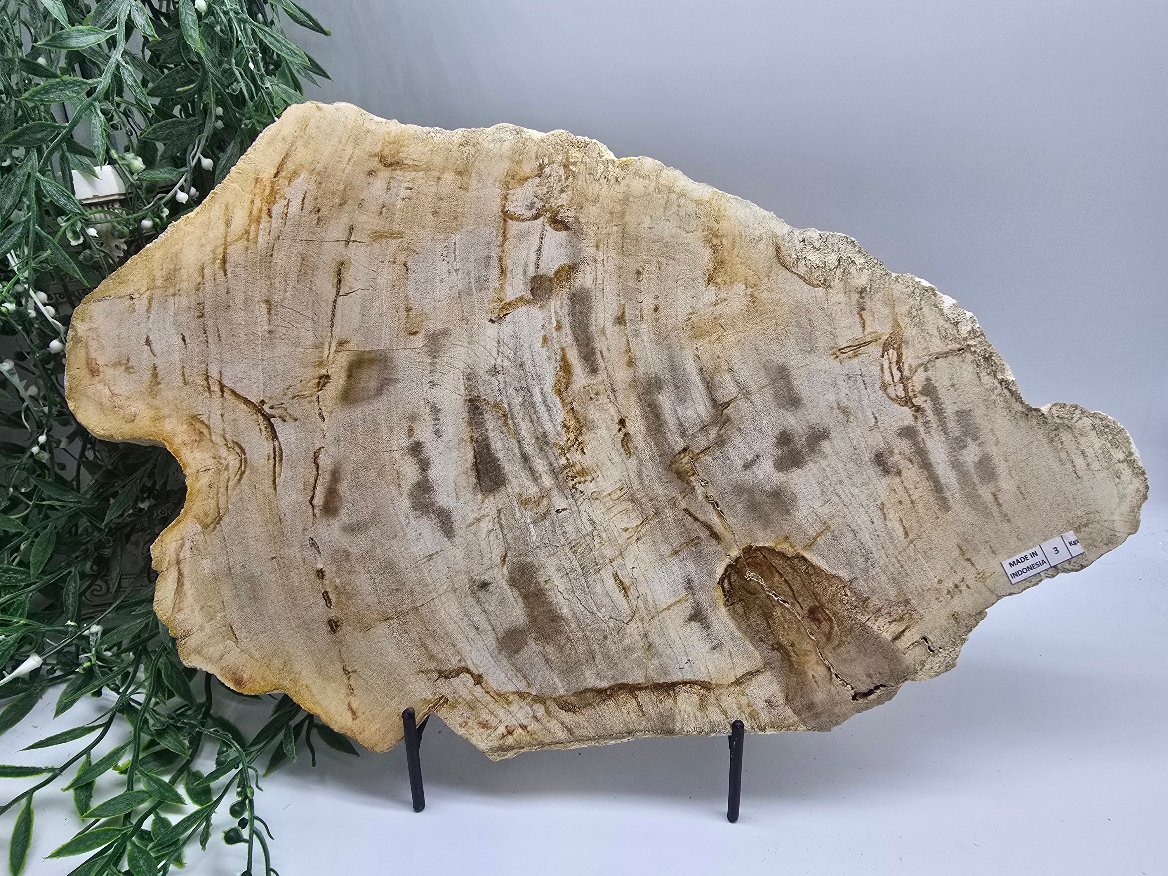 Petrified Wood Slab 3kg | Large Ancient Grounding Stone for Stability, Protection & Earth Wisdom (42 × 26 cm) Crystal Wellness