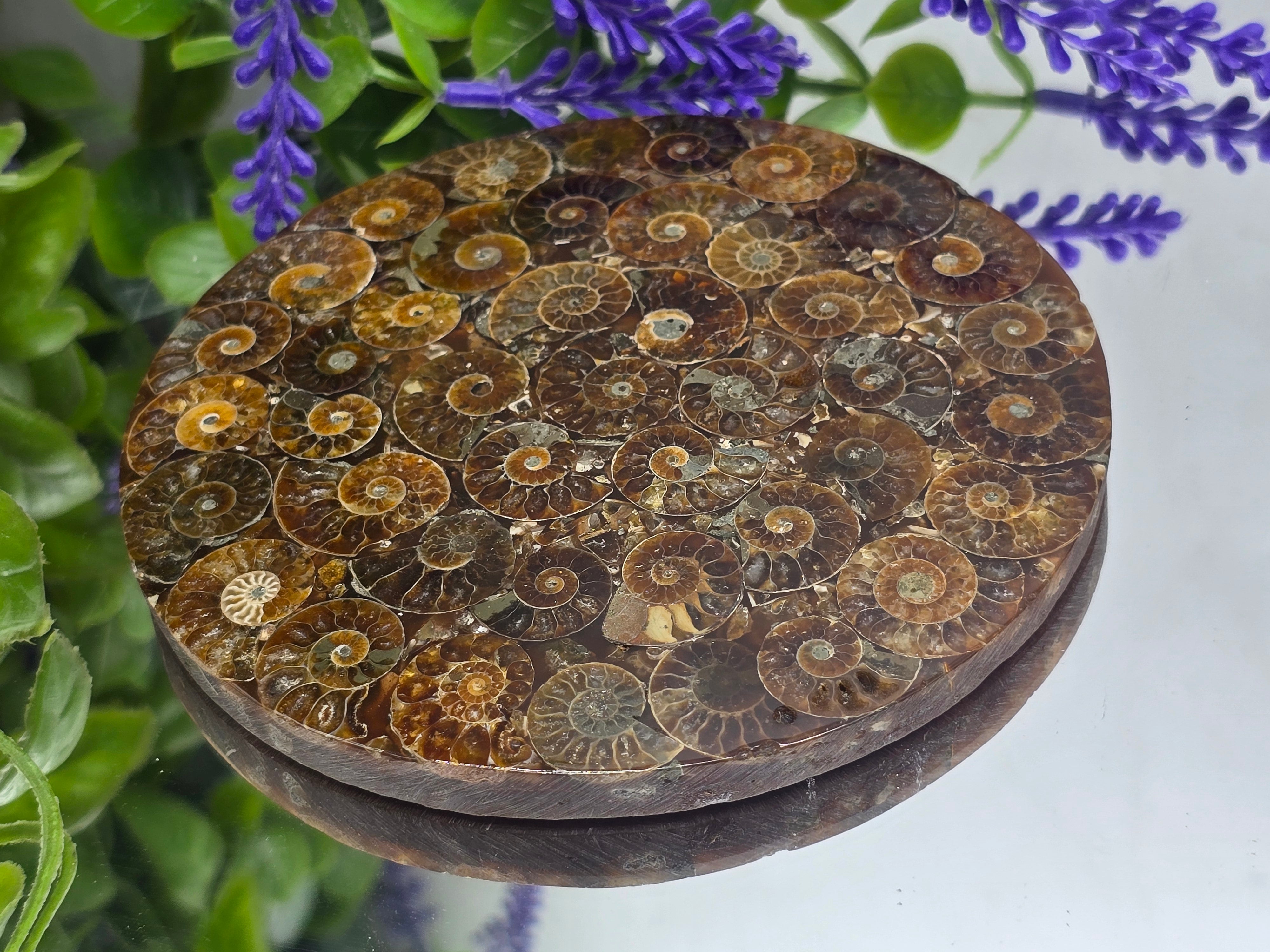 Premium Madagascan Ammonite Fossil Disc – Sacred Spiral of Protection & Ancient Wisdom | 11 cm Crystal Wellness