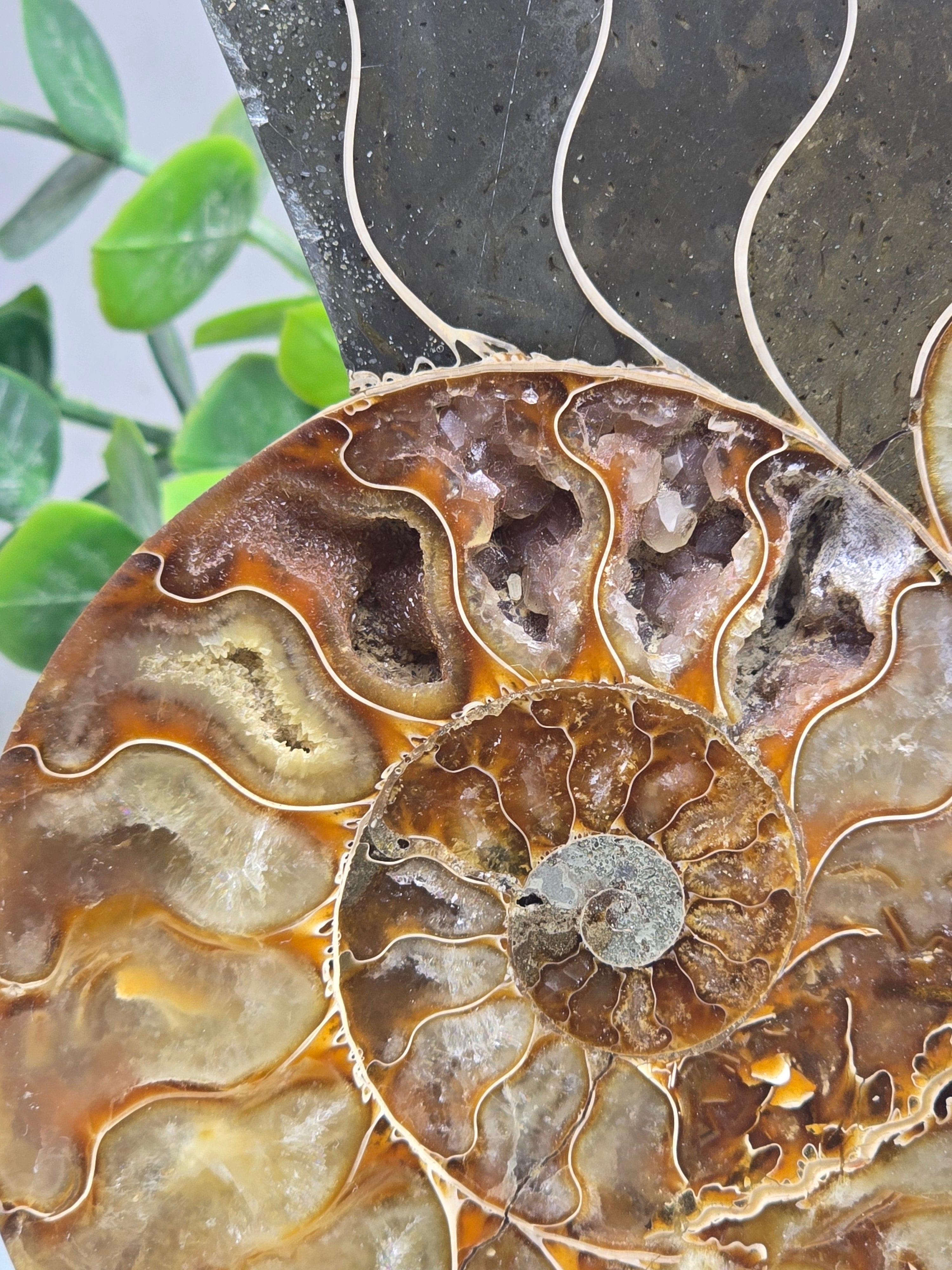 Premium Madagascan Ammonite Fossil Pair – Sacred Spiral of Ancient Wisdom, Protection & Evolution | 16.5 x 14 cm Crystal Wellness