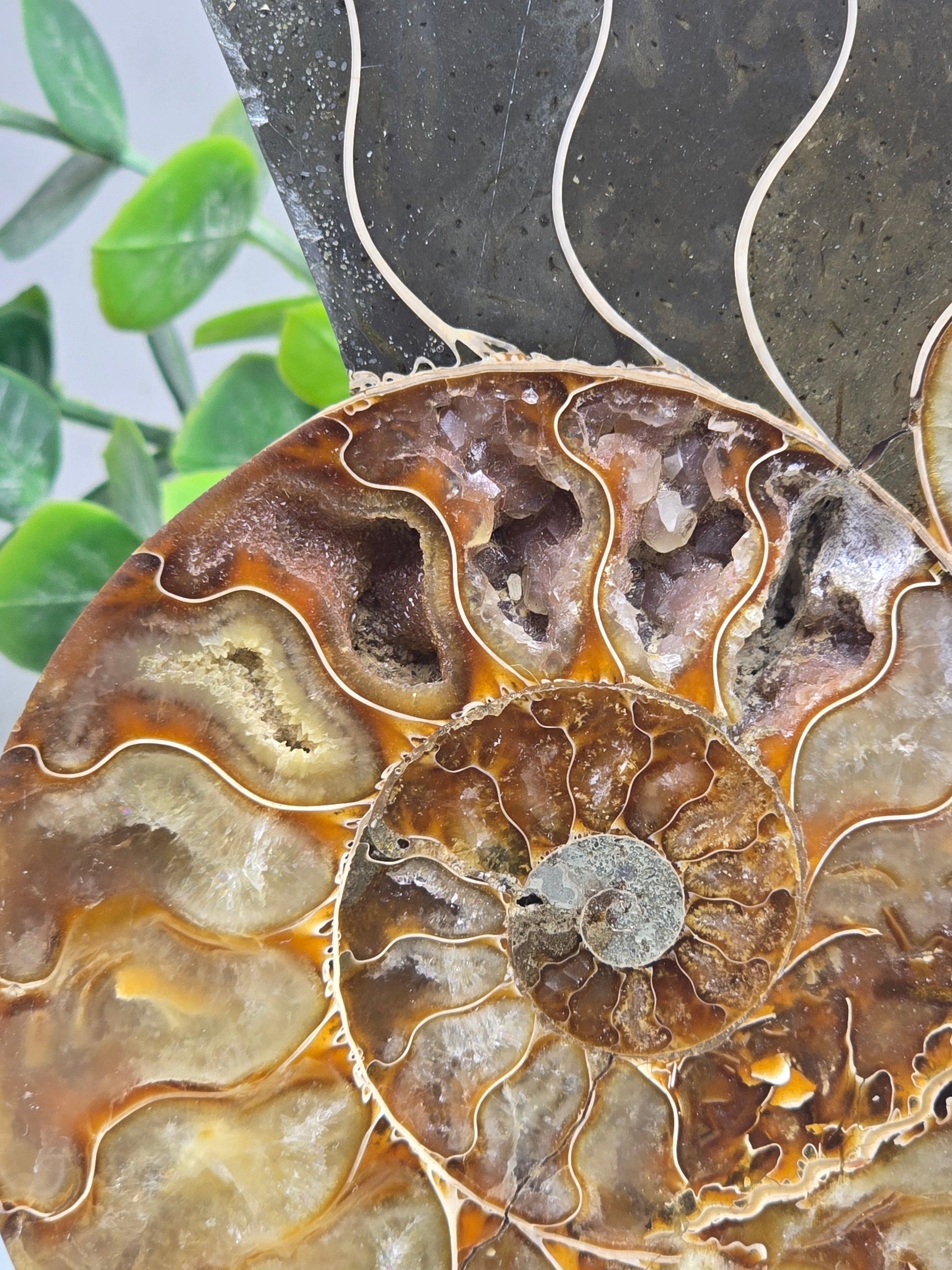 Premium Madagascan Ammonite Fossil Pair – Sacred Spiral of Ancient Wisdom, Protection & Evolution | 16.5 x 14 cm Crystal Wellness