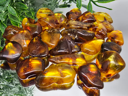 Baltic Amber Tumbled Stones (Stone of Ancient Light & Vital Life Force) Crystal Wellness