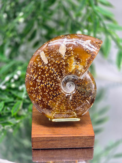 Golden Honey Ammonite 10cm - 4 | Madagascar Fossil | Ancient Spiral of Life Crystal Wellness