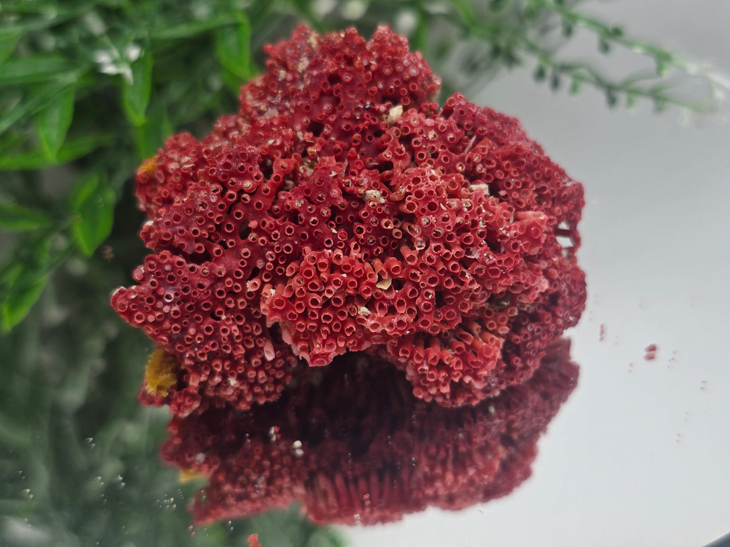 Red Coral (Moonga) – Gem of Strength & Protection 7x6x4cm Crystal Wellness