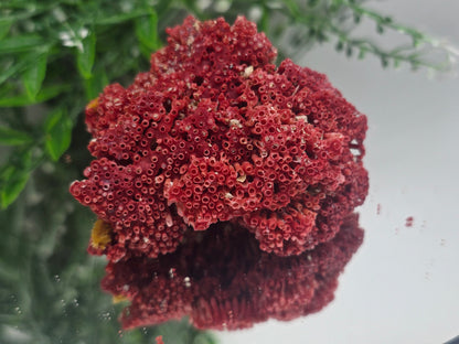 Red Coral (Moonga) – Gem of Strength & Protection 7x6x4cm Crystal Wellness