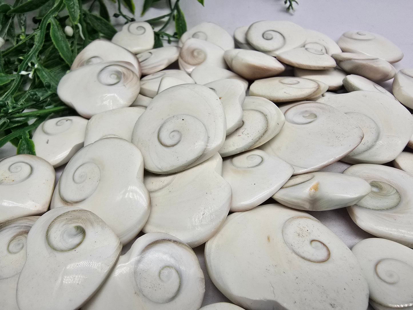 Operculum Crystal Wellness