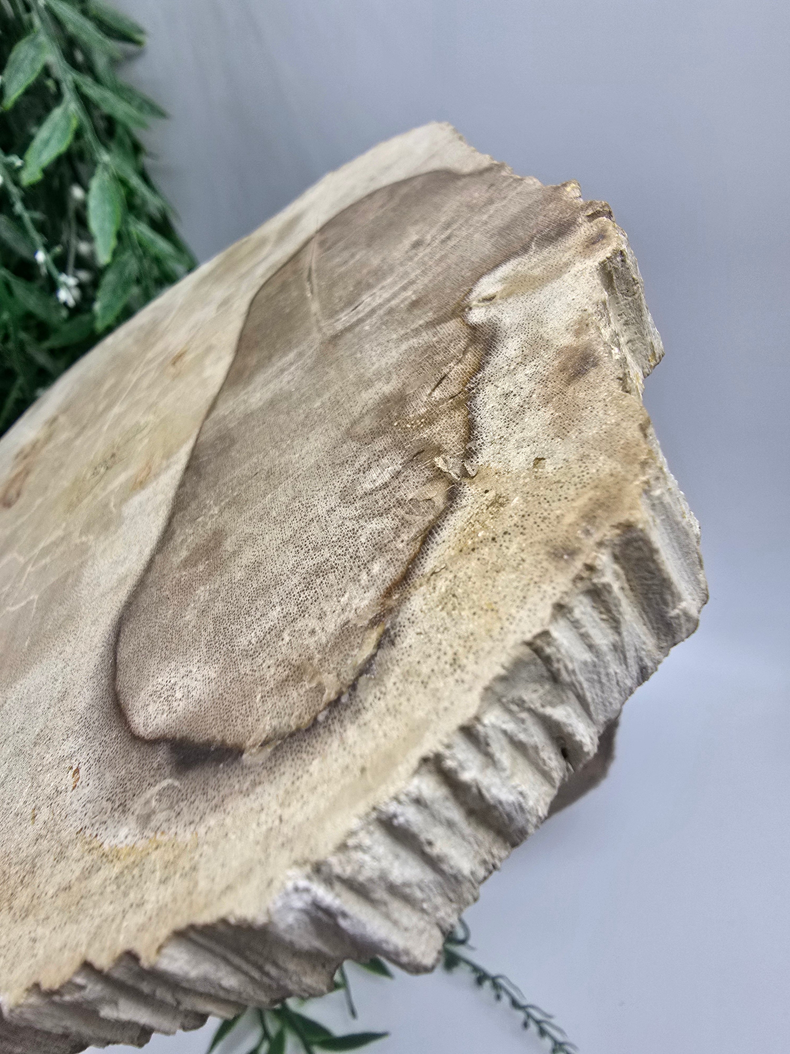 Petrified Wood Slice 0.7kg | Ancient Grounding Stone for Stability, Strength & Root Chakra Healing Crystal Wellness