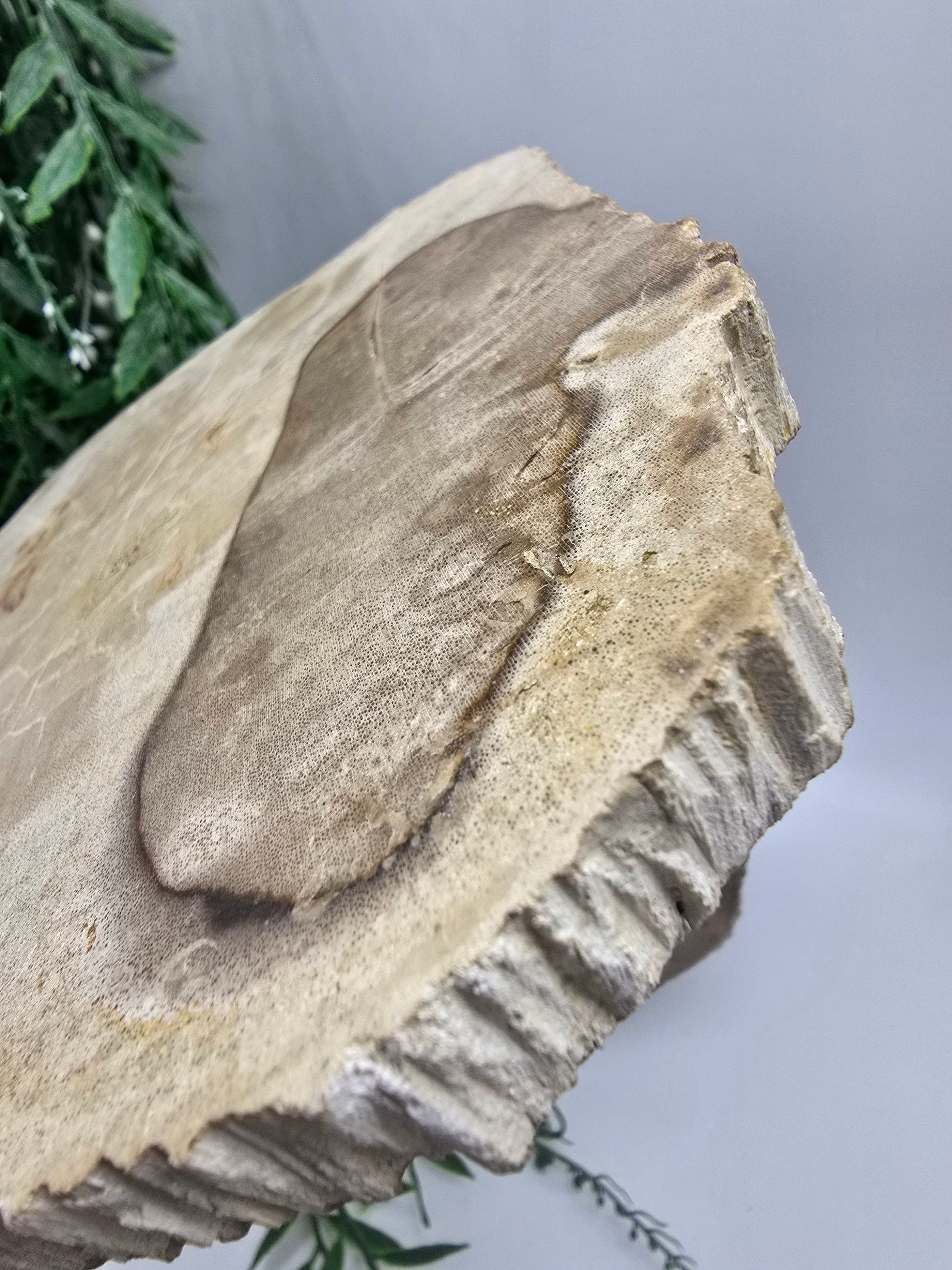 Petrified Wood Slice 0.7kg | Ancient Grounding Stone for Stability, Strength & Root Chakra Healing Crystal Wellness