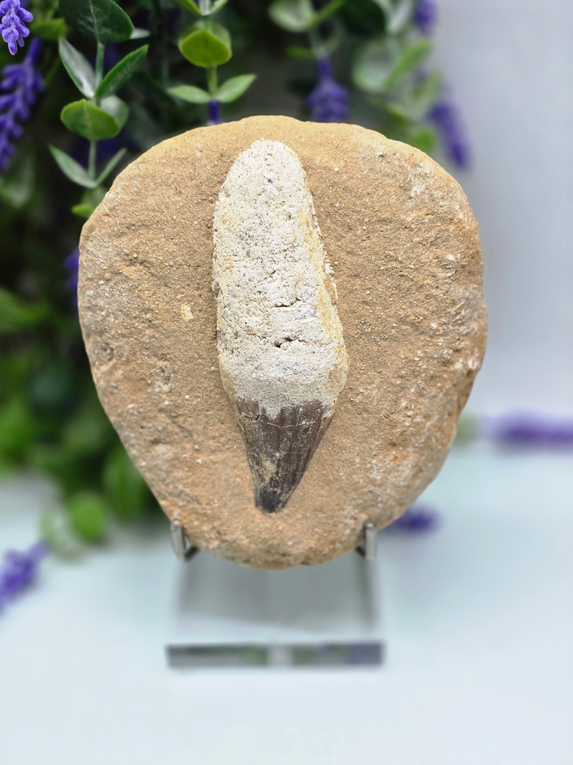Moroccan Mosasaur Fossil Tooth — Ancient Power, Protection & Primal Strength Crystal Wellness