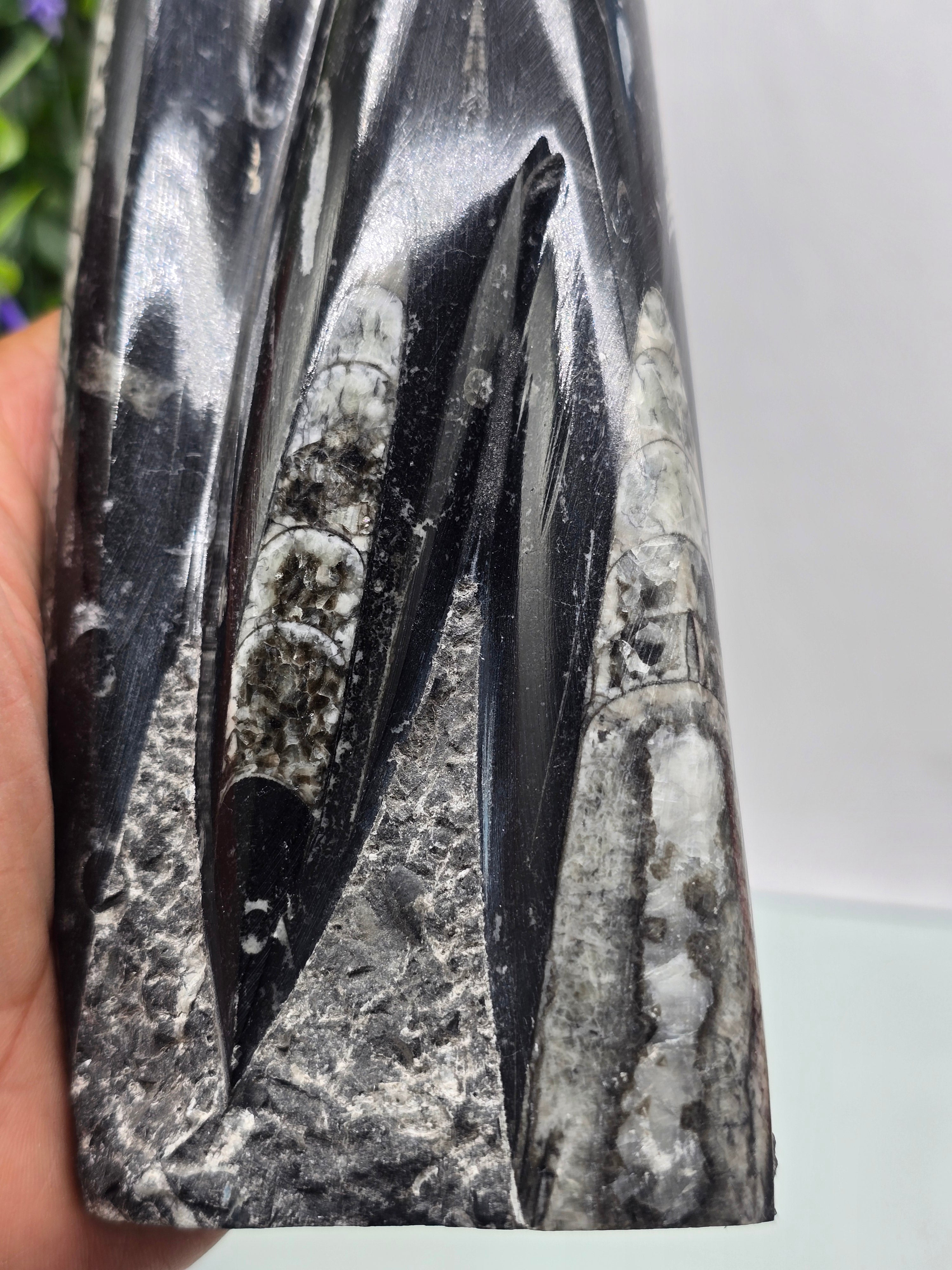 Orthoceras fossils Crystal Wellness