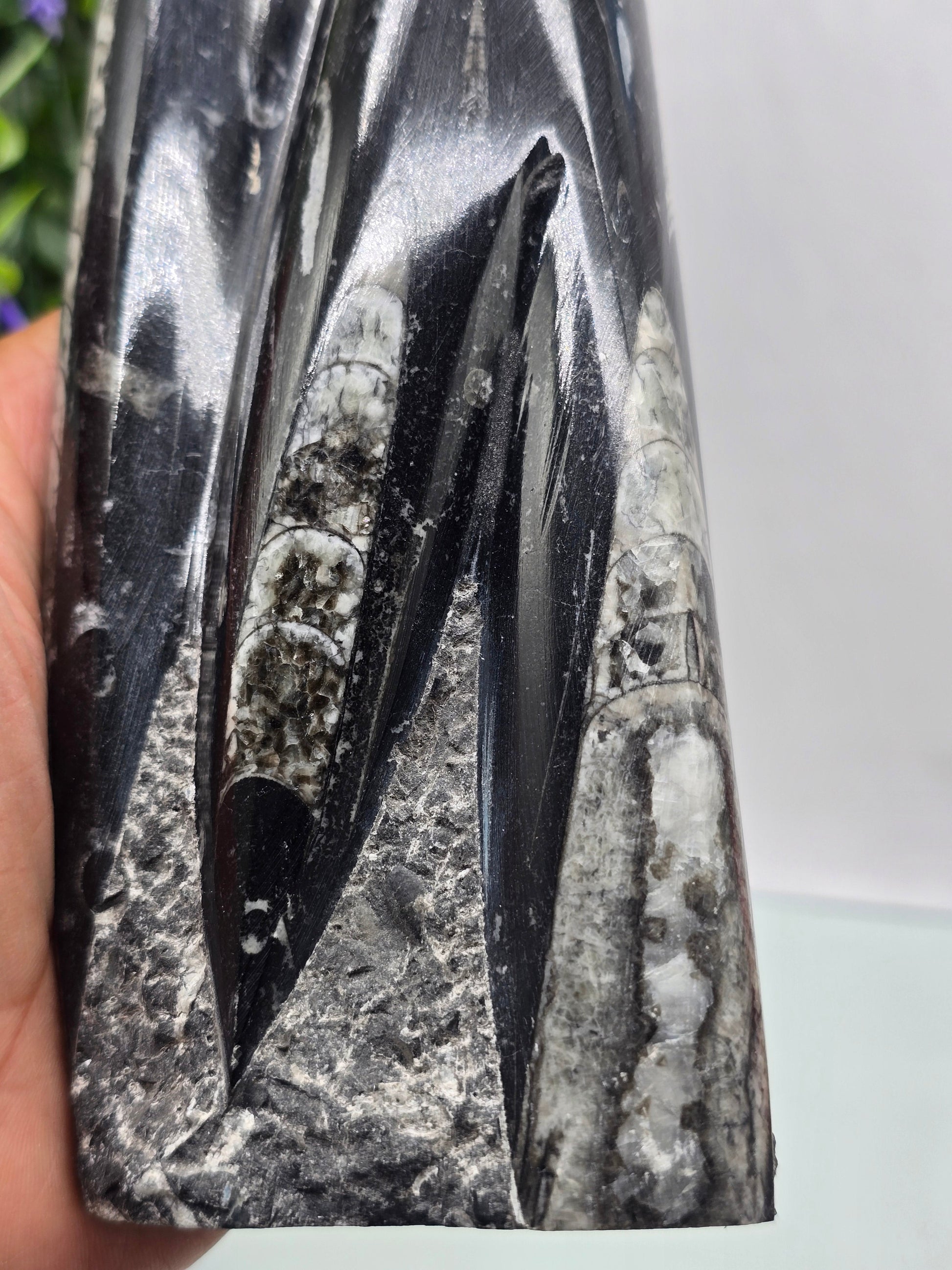 Orthoceras fossils Crystal Wellness