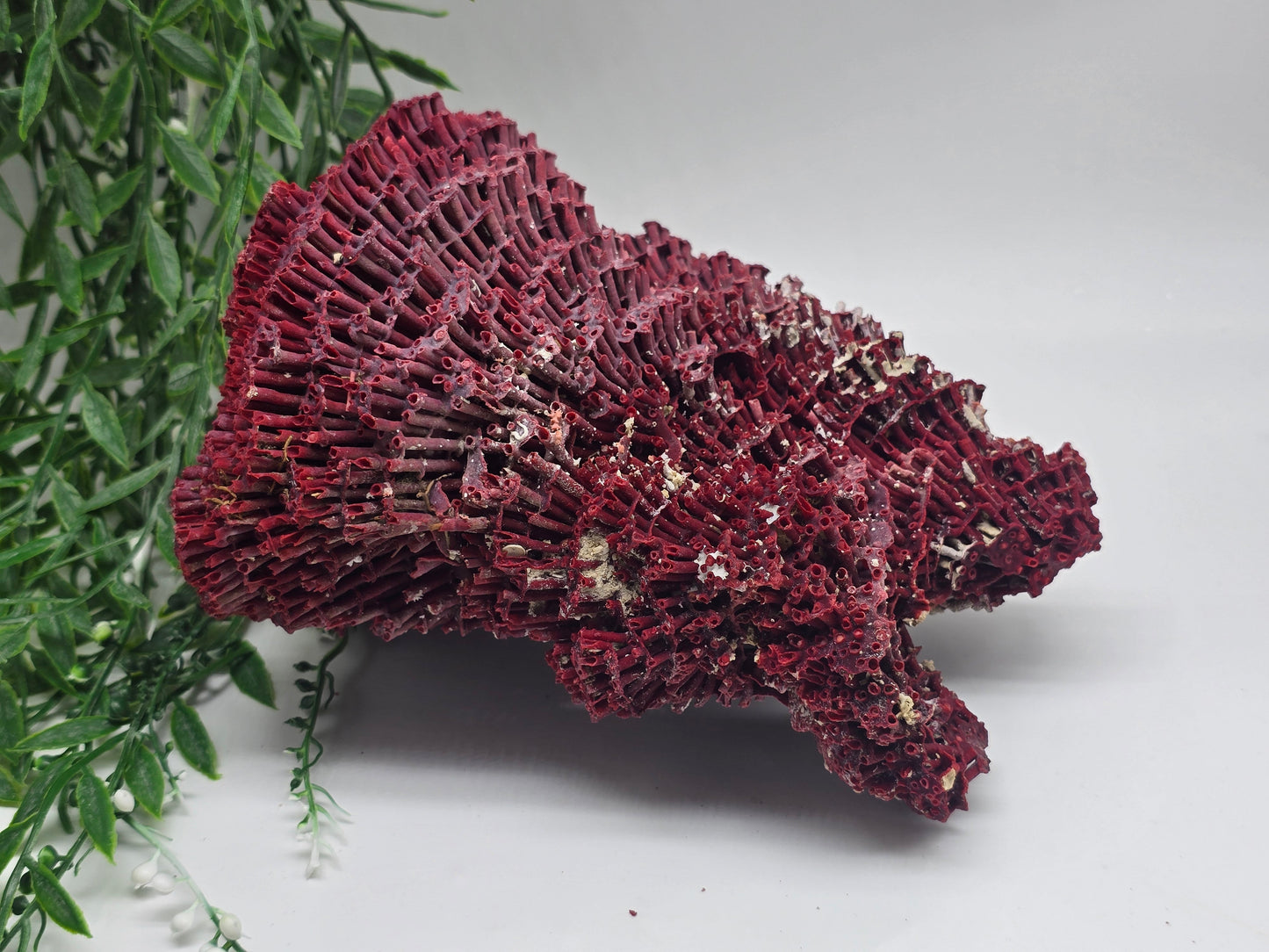 Exquisite Red Coral Specimen 20x16x12cm | 0.7kg – Collector’s Piece of Strength & Vitality Crystal Wellness