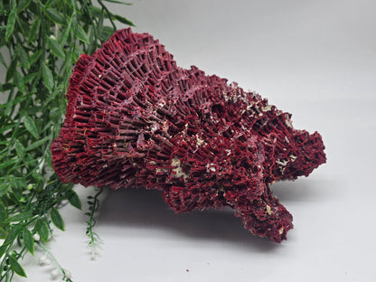 Exquisite Red Coral Specimen 20x16x12cm | 0.7kg – Collector’s Piece of Strength & Vitality Crystal Wellness