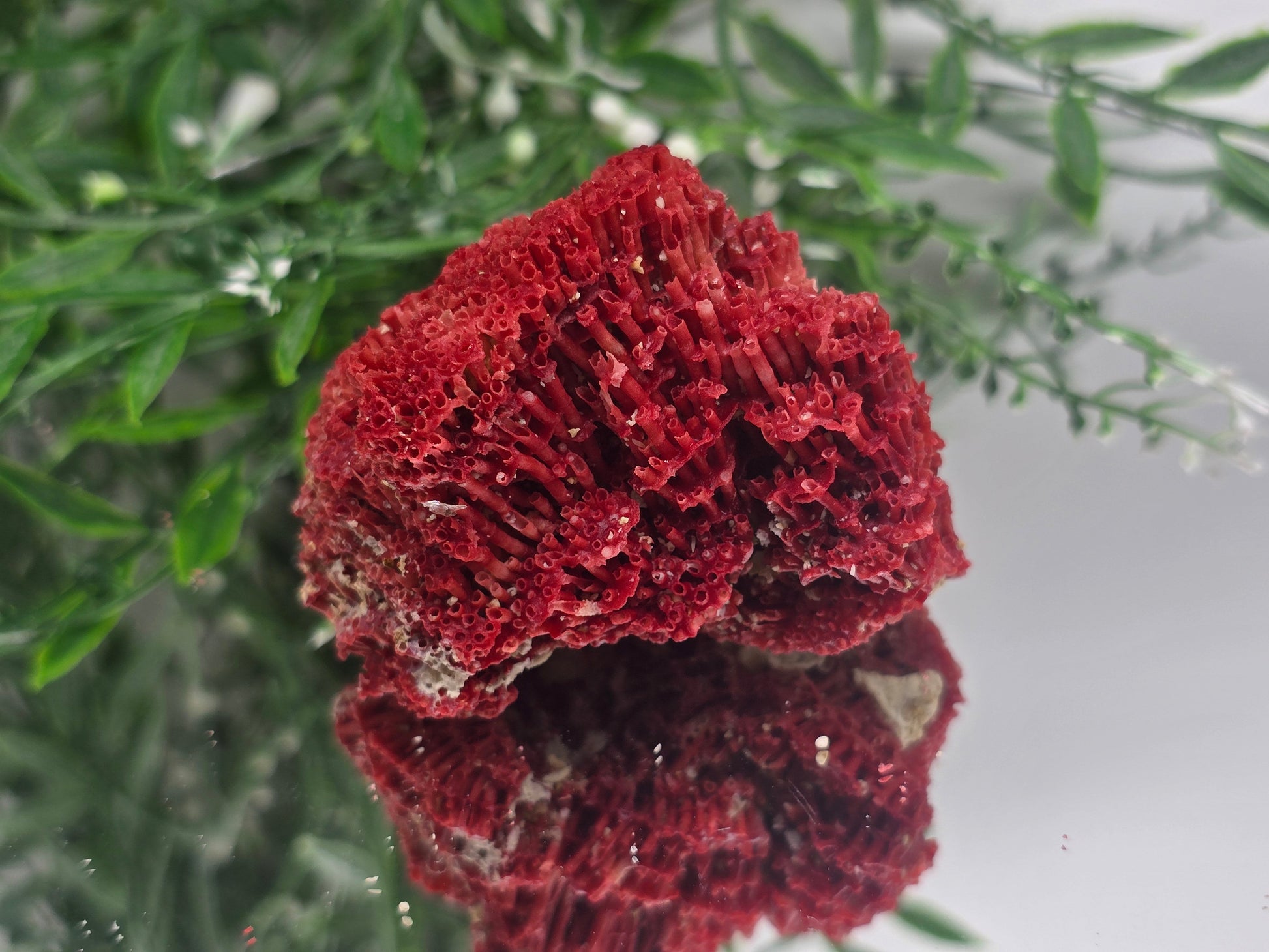 Red Coral Crystal 6x5x4cm – Gem of Courage, Balance & Protection Crystal Wellness