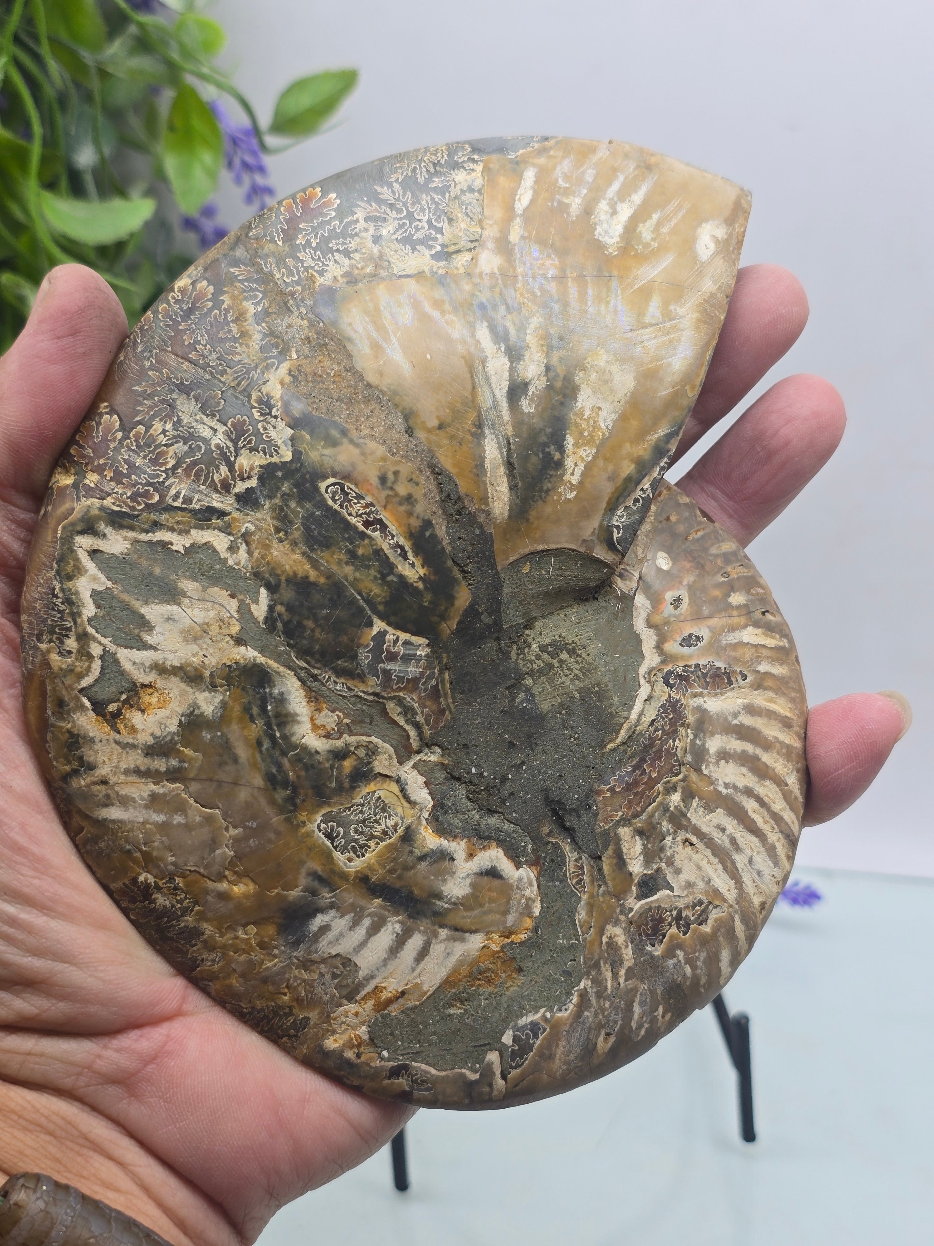 Premium Madagascan Ammonite Fossil Pair – Sacred Spiral of Ancient Wisdom, Protection & Evolution | 16.5 x 14 cm Crystal Wellness