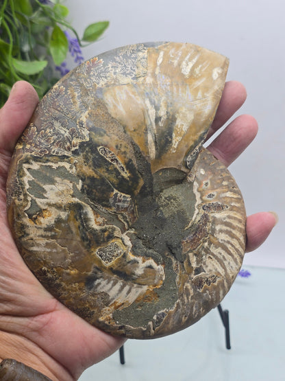 Premium Madagascan Ammonite Fossil Pair – Sacred Spiral of Ancient Wisdom, Protection & Evolution | 16.5 x 14 cm Crystal Wellness