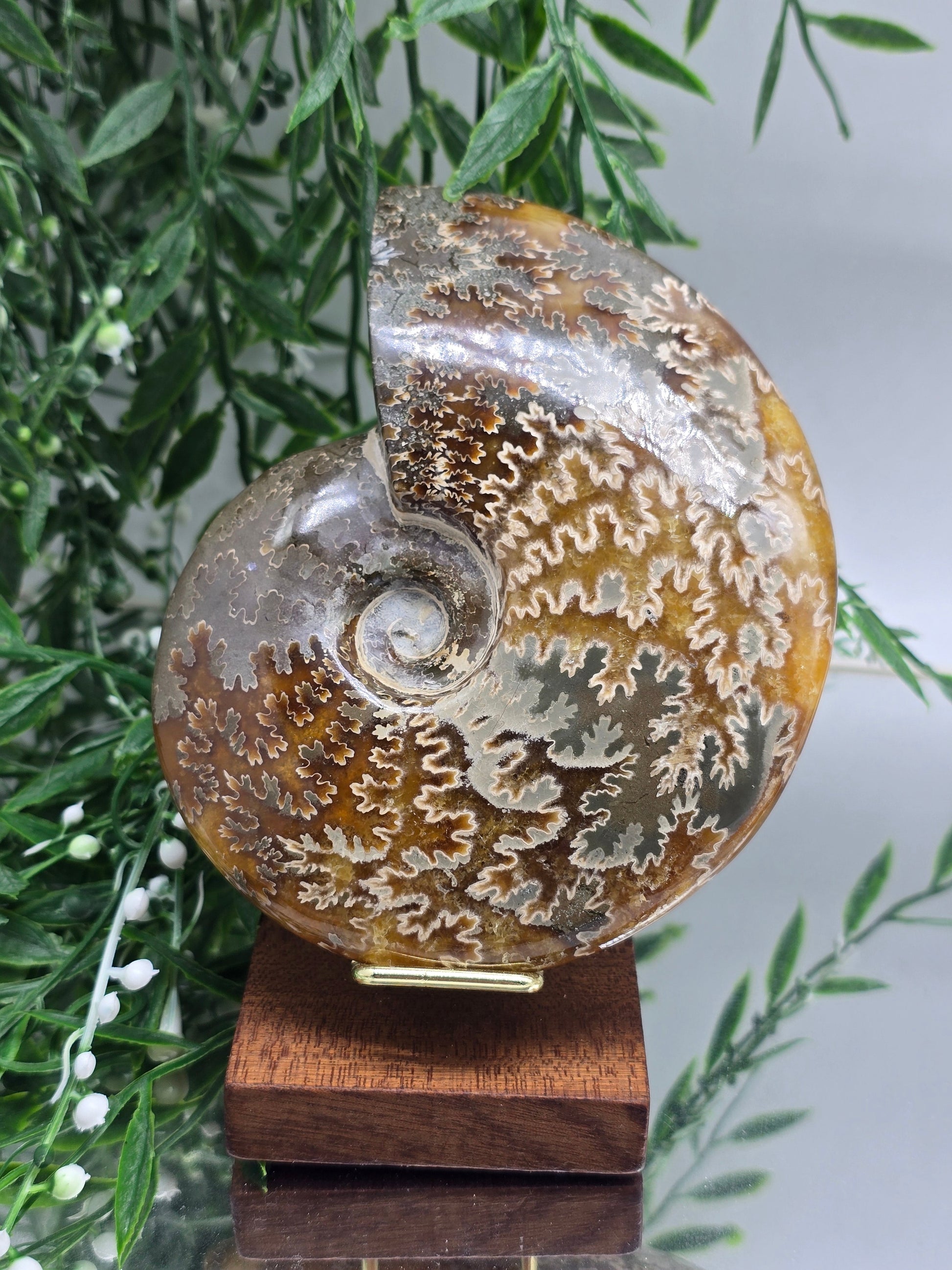 Madagascar Ammonite Fossil 14cm - 1 (Ancient Wisdom & Transformation) Crystal Wellness